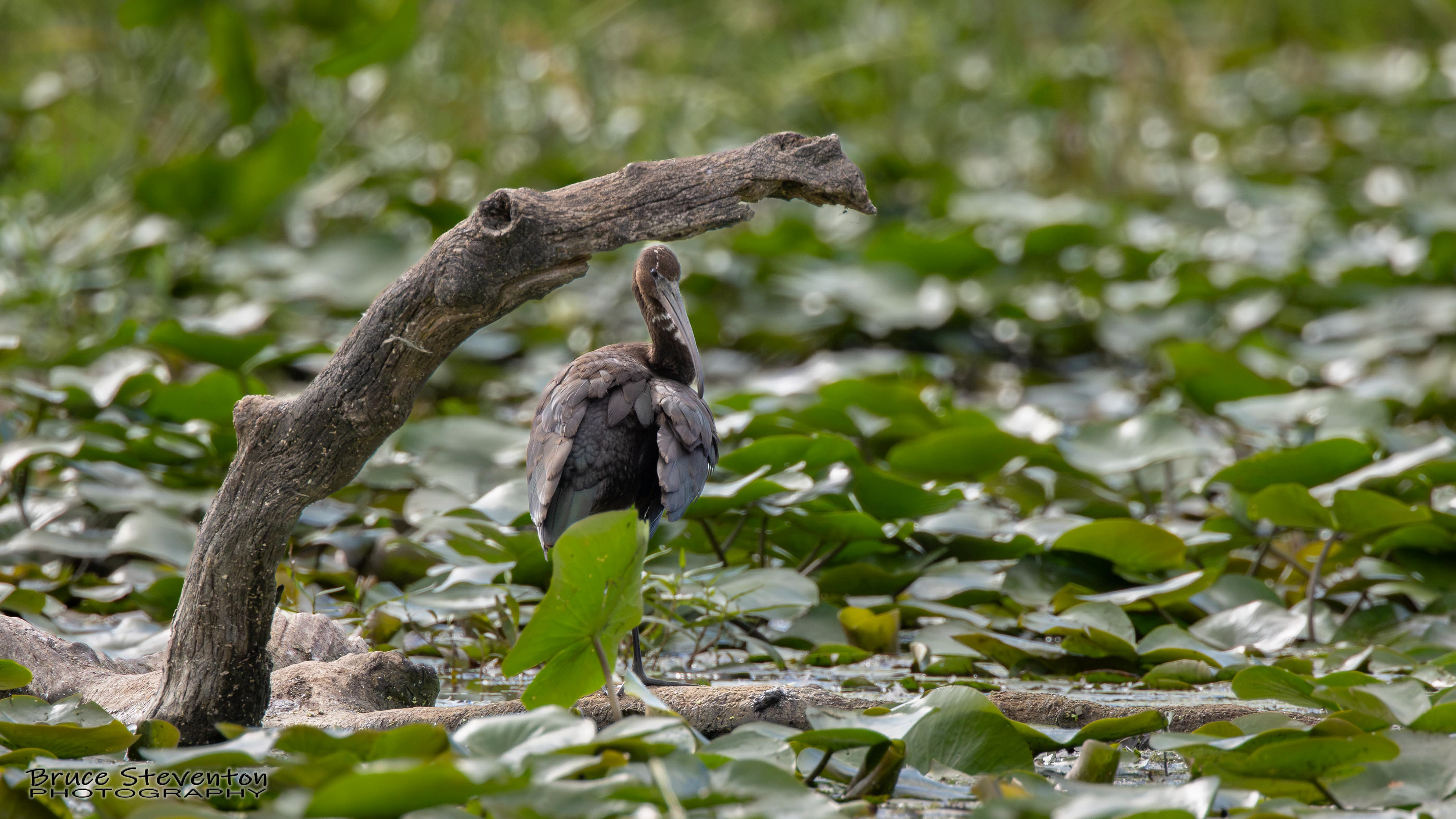 Glossy Ibis