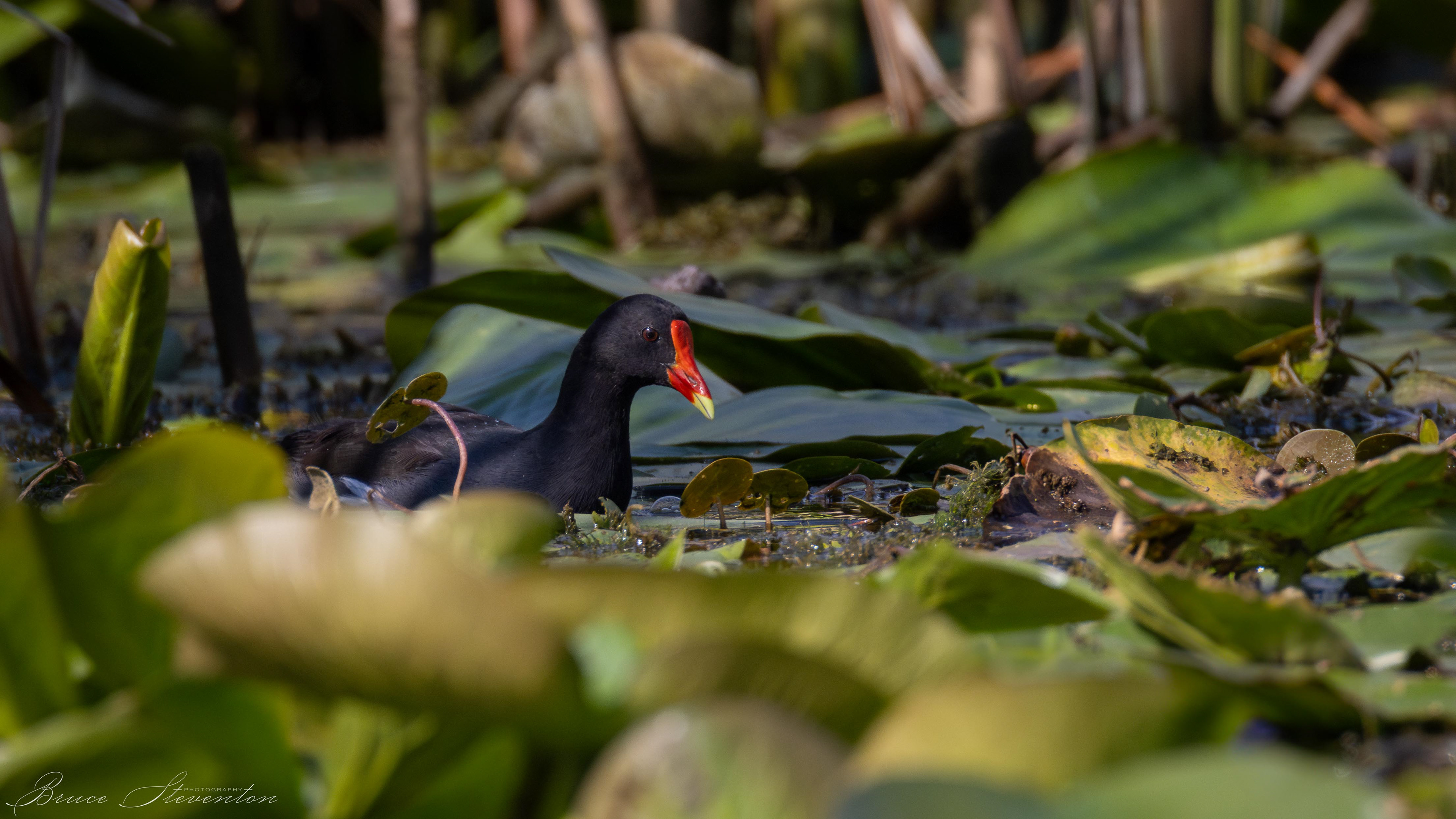 Common Gallinule