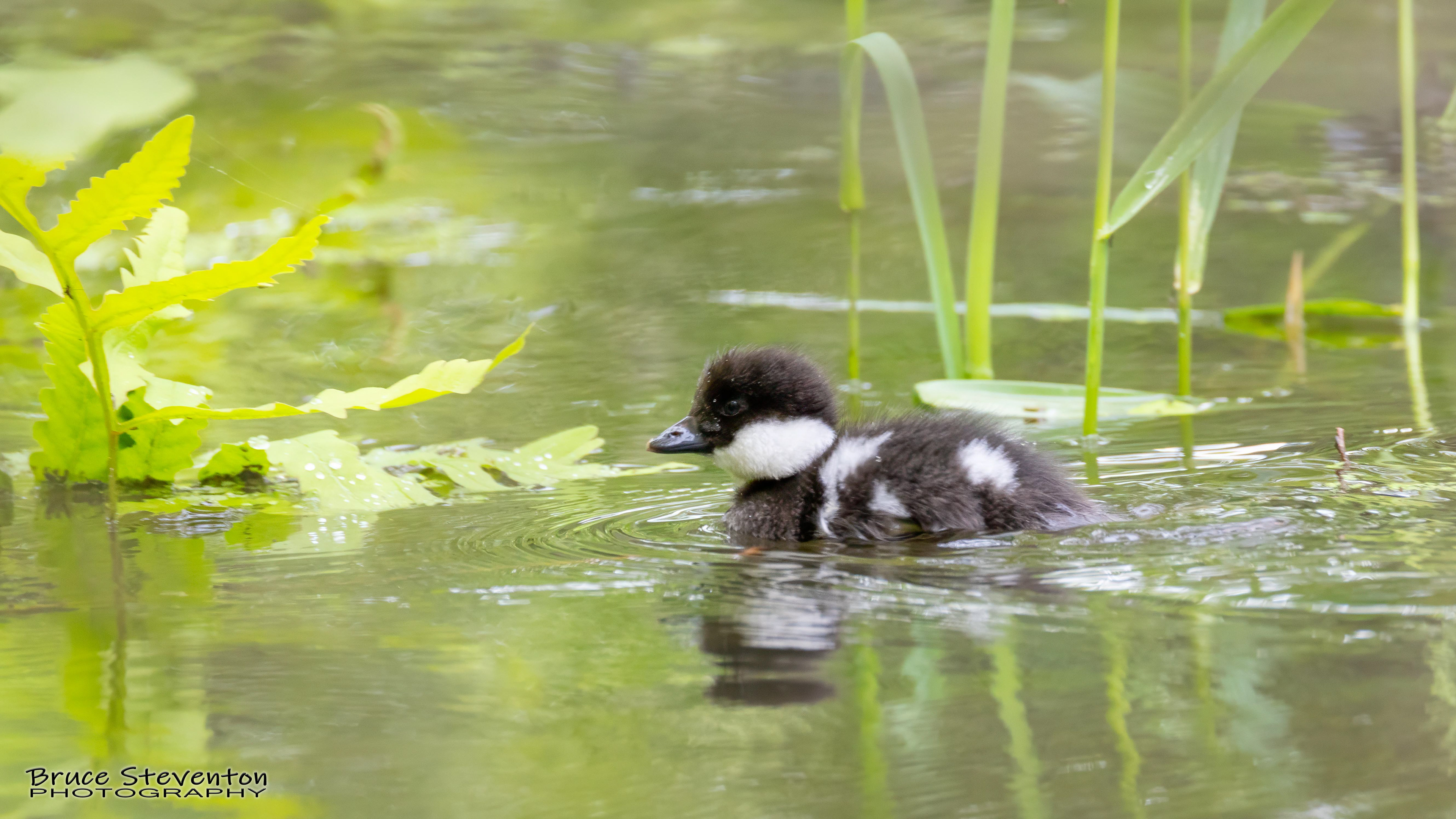 Common Goldeneye - Vergennes, VT