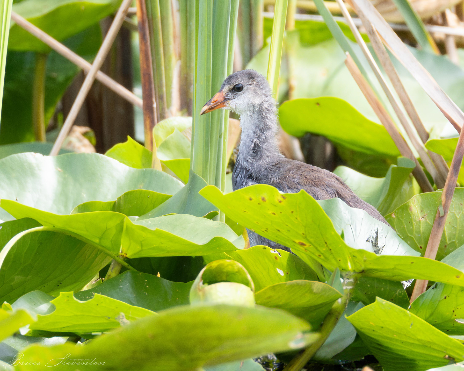 Common Gallinule, Immature