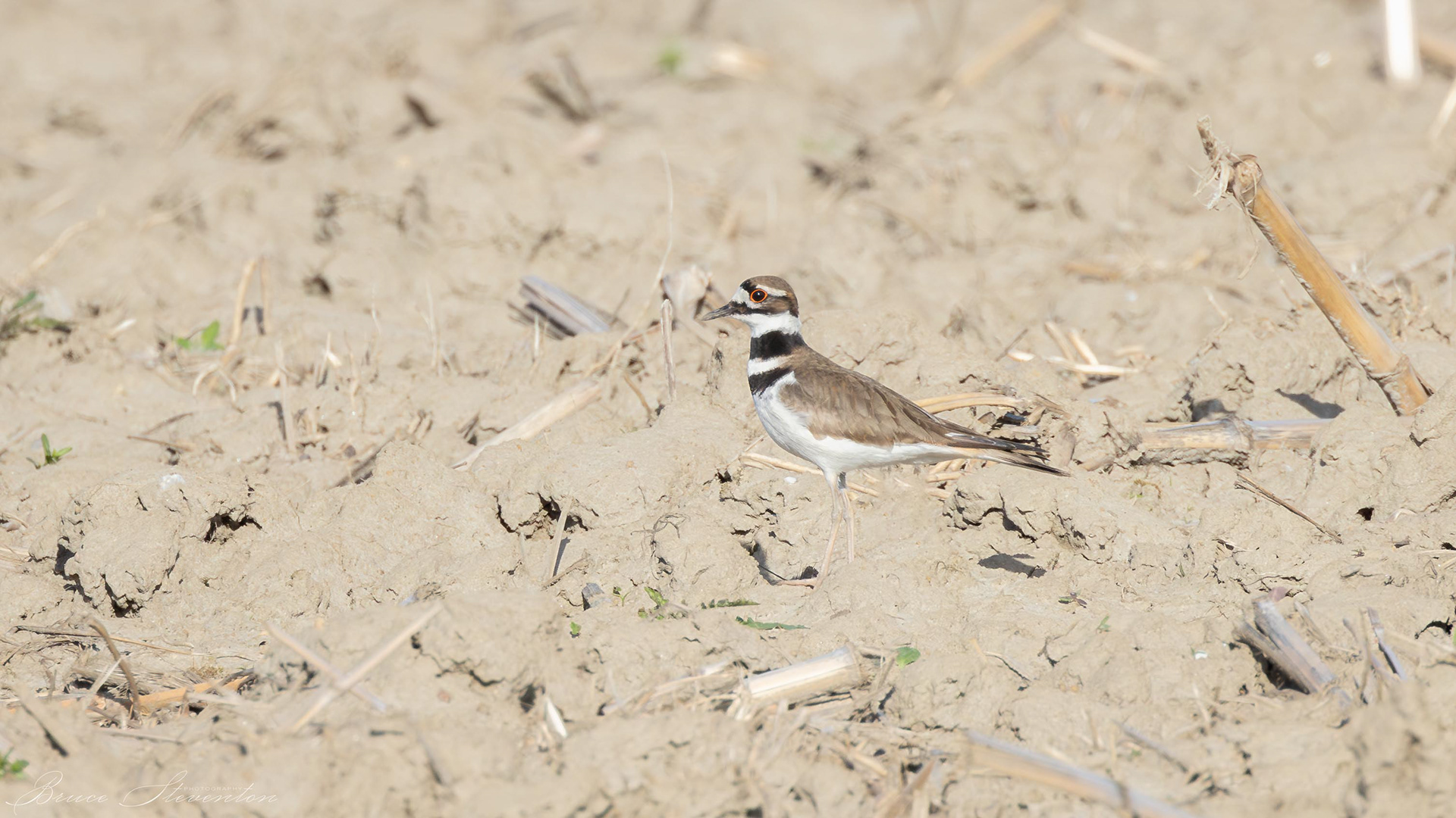 Killdeer