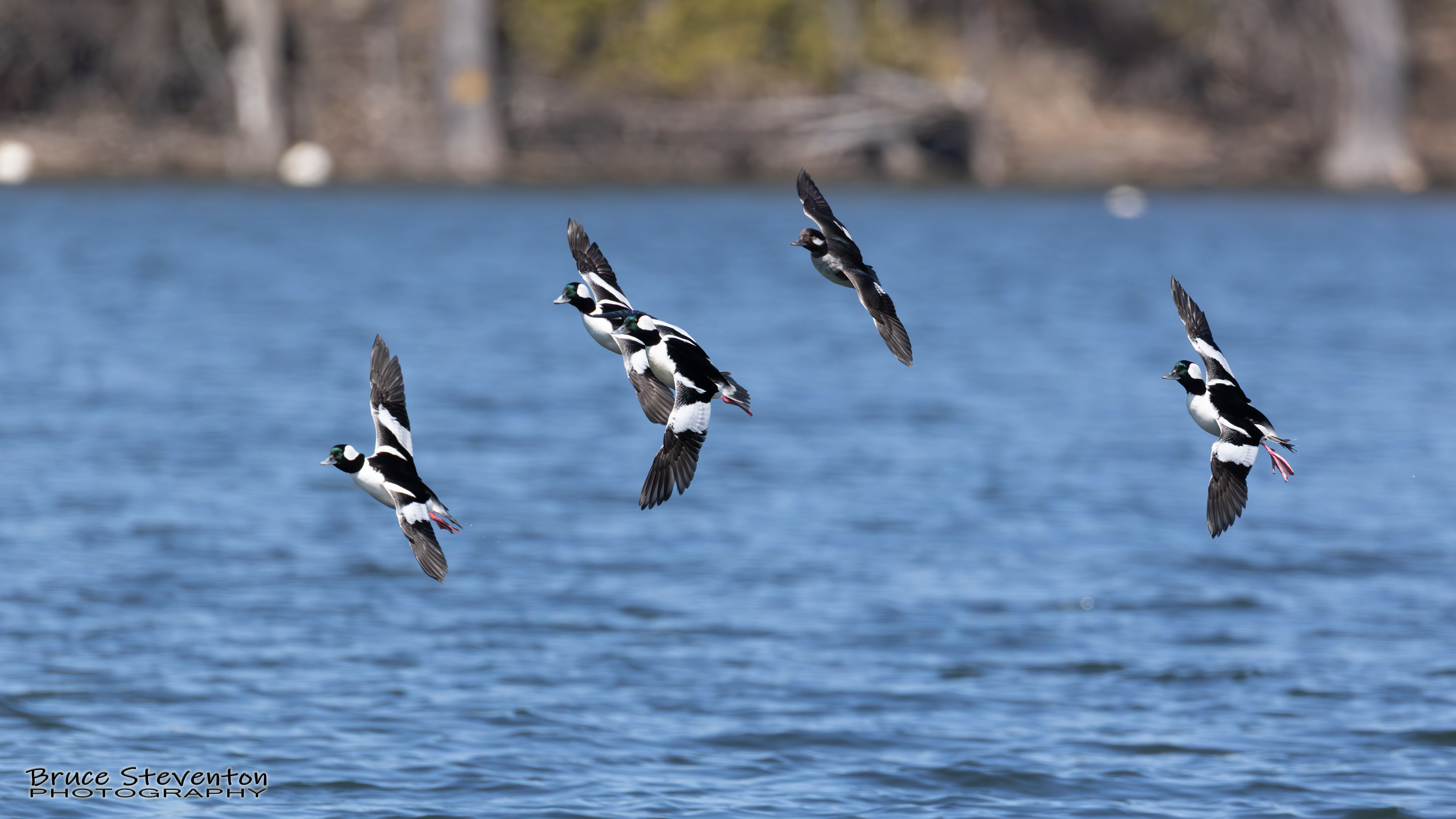 Bufflehead - Addison, VT