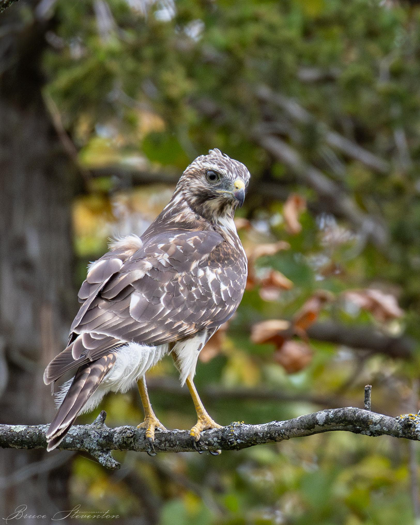 Young Hawk, Unidentified