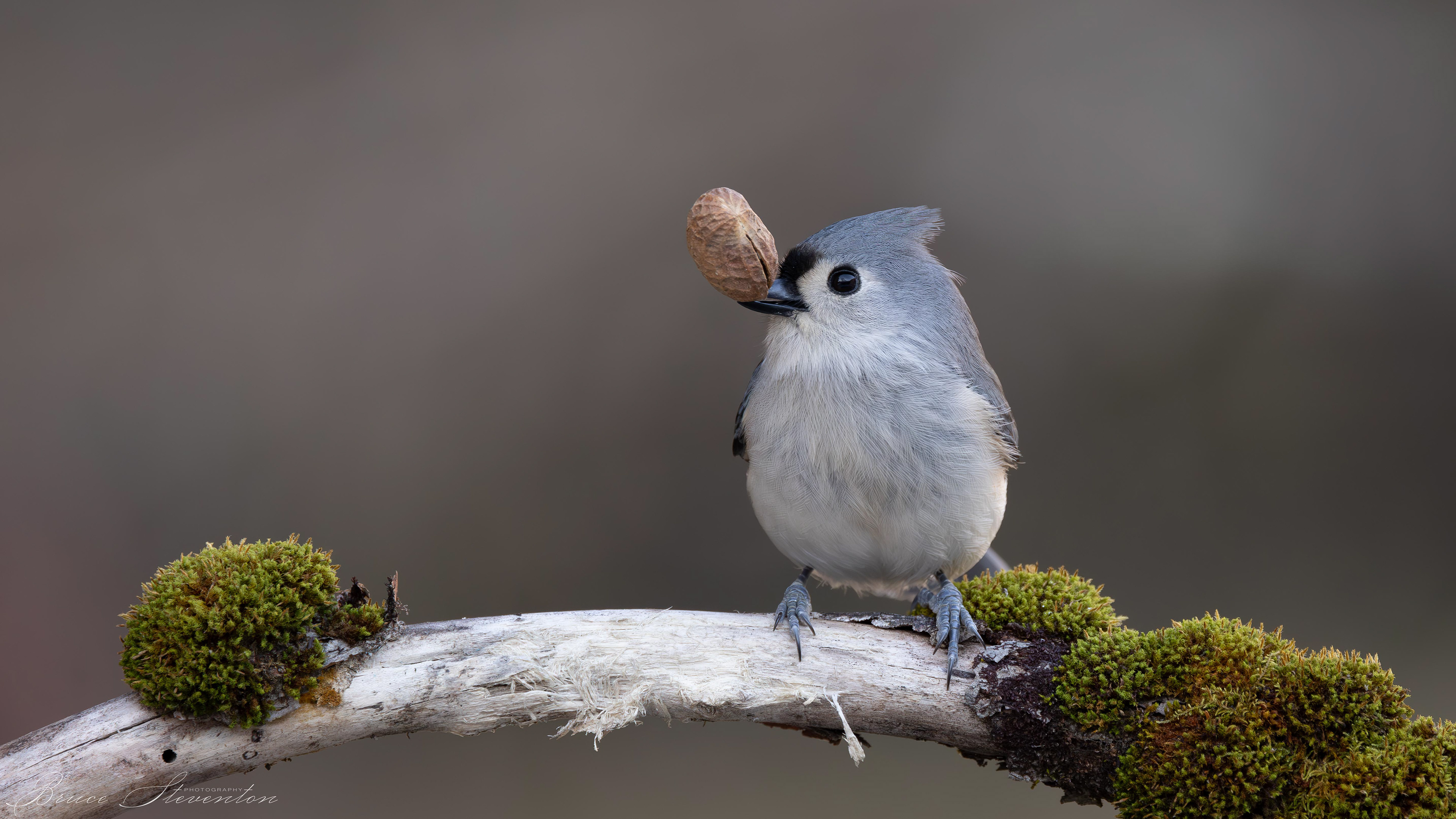 Tufted Titmouse