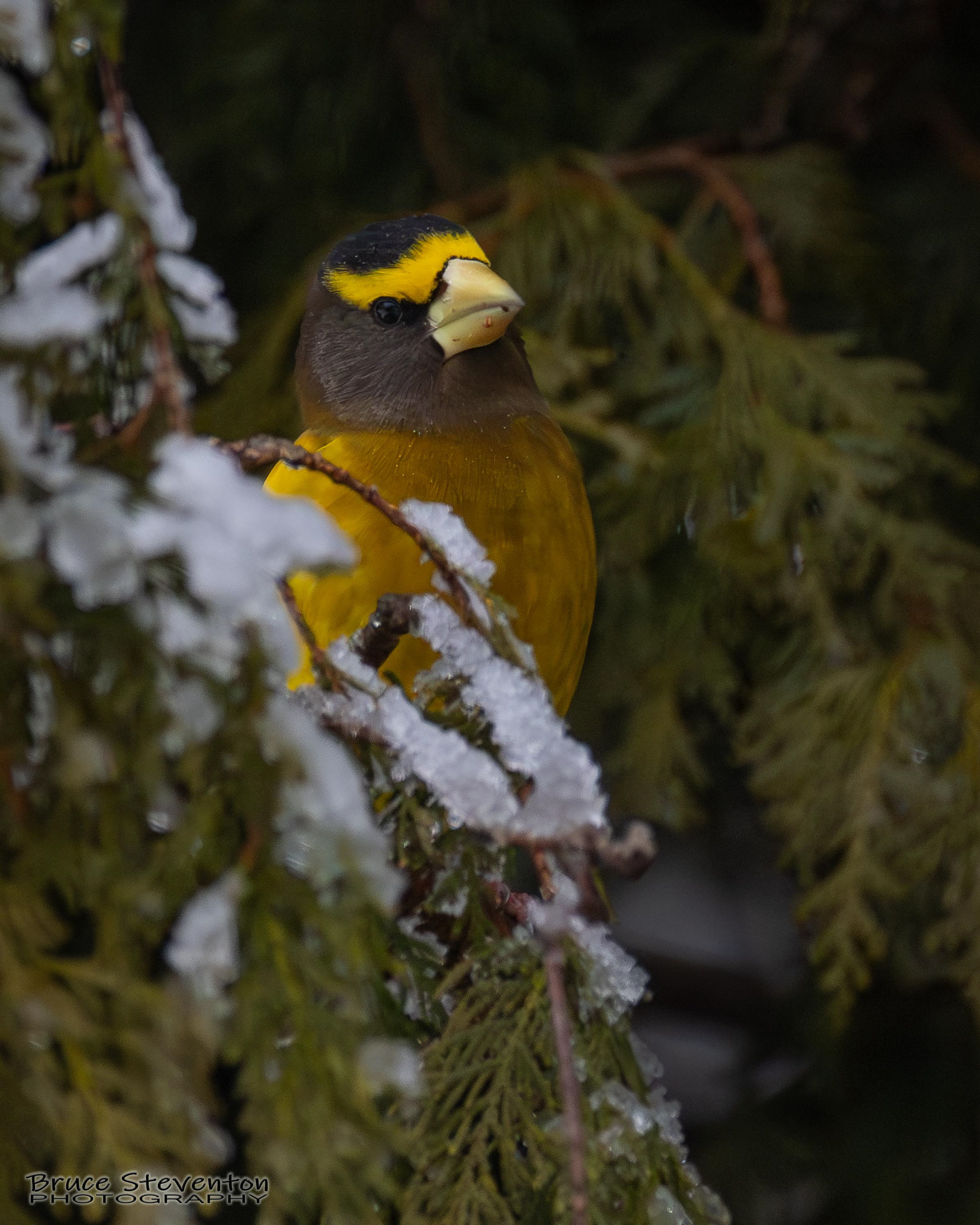 Evening Grosbeak