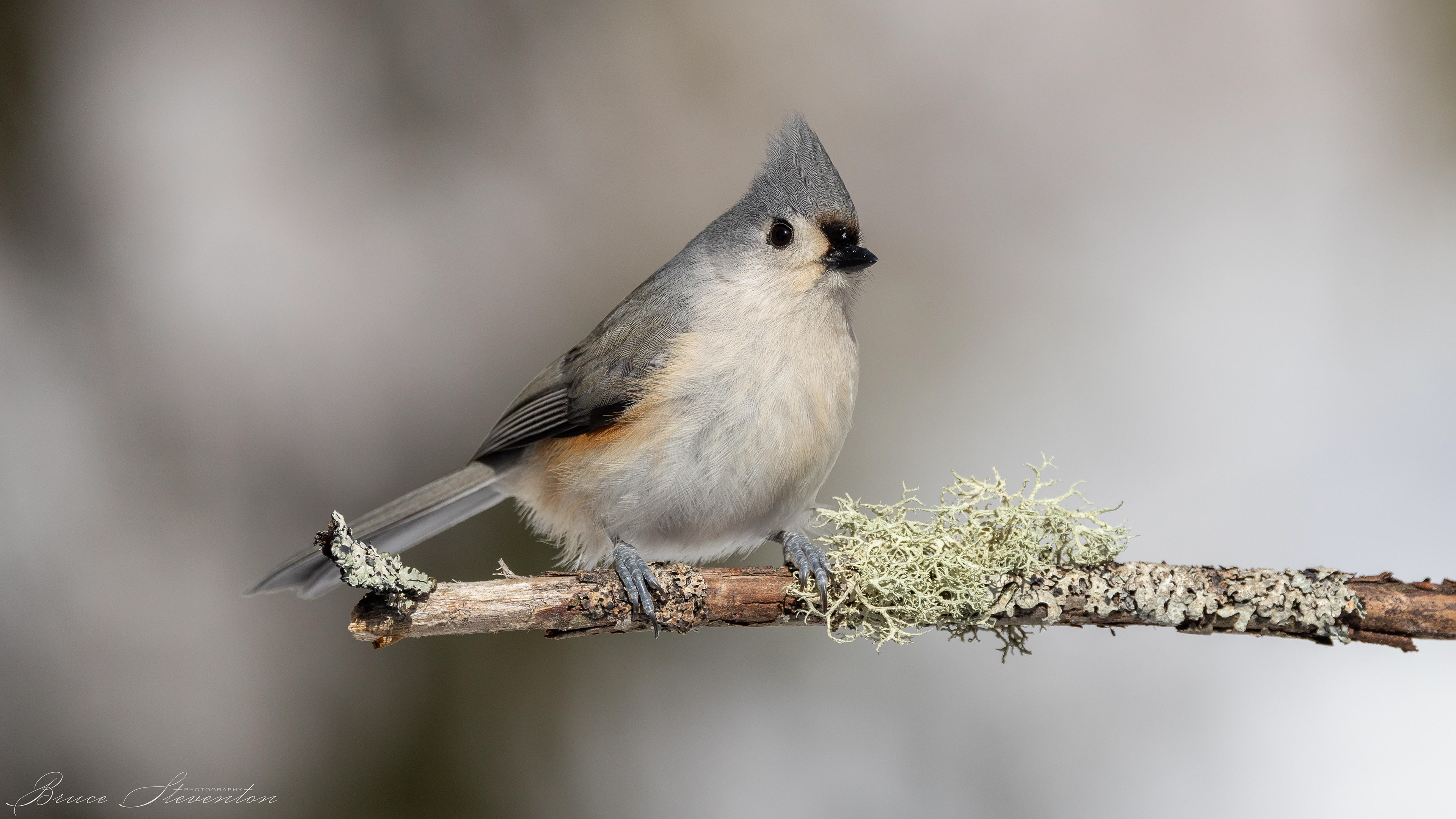 Tufted Titmouse