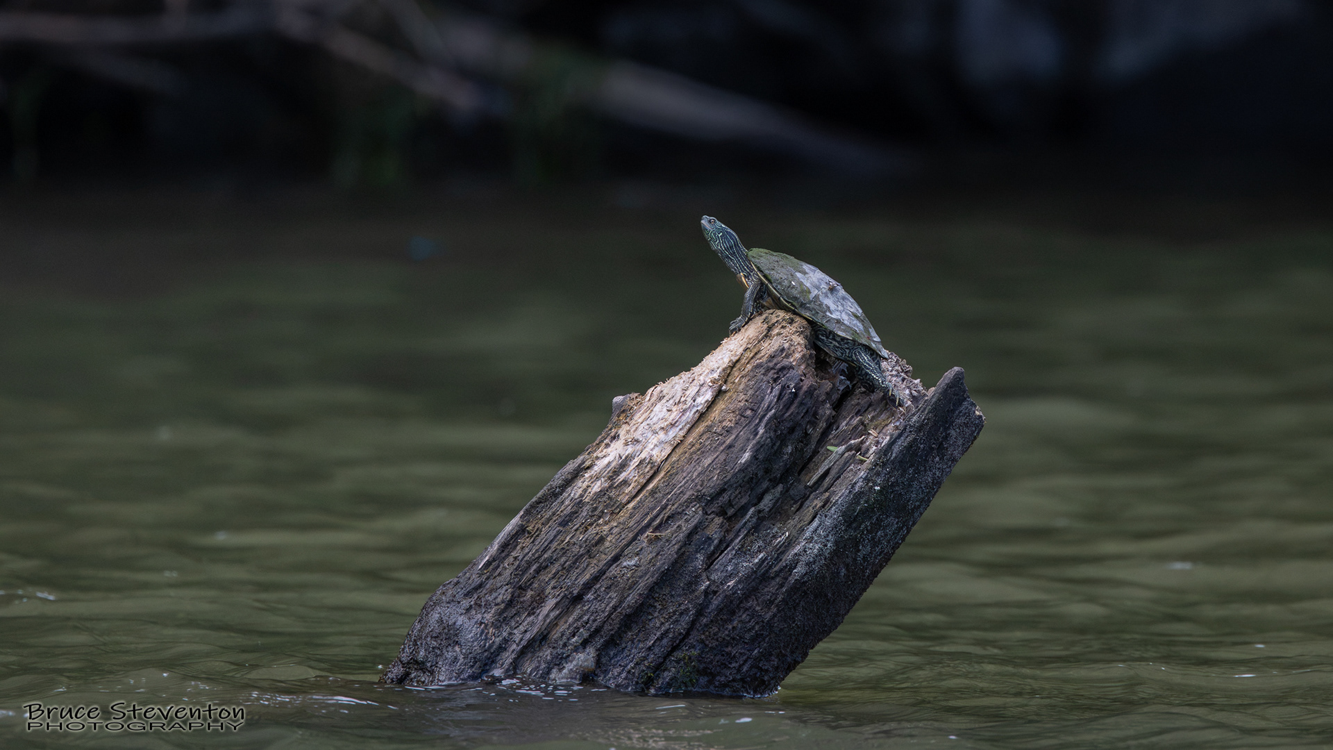Northern Map Turtle