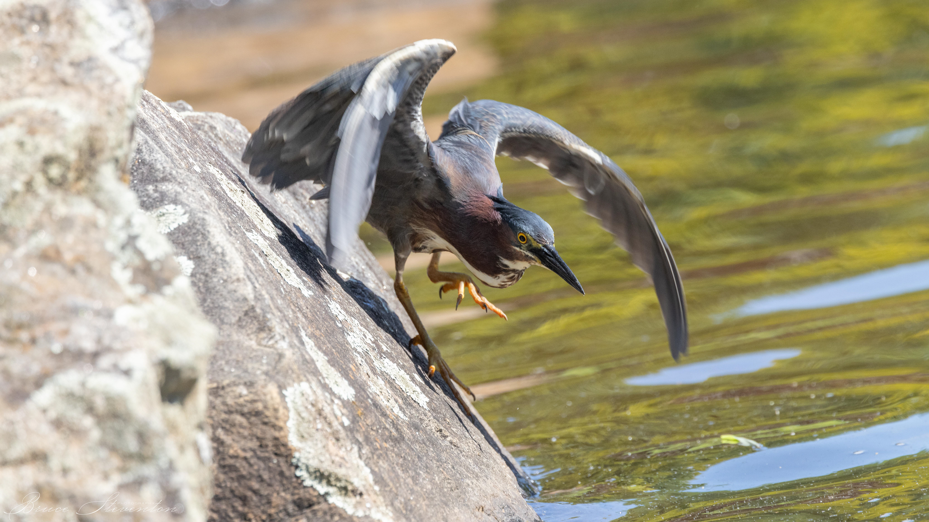 Green Heron - Lake Tomahawk