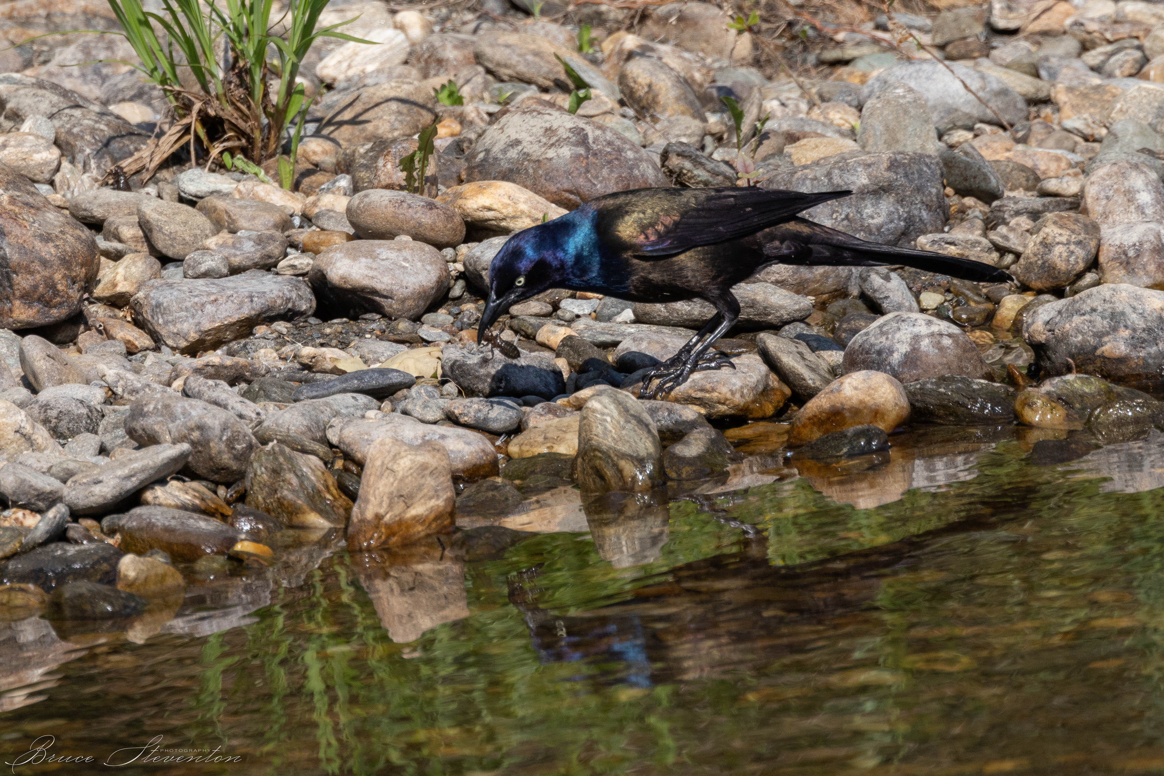 Common Grackle