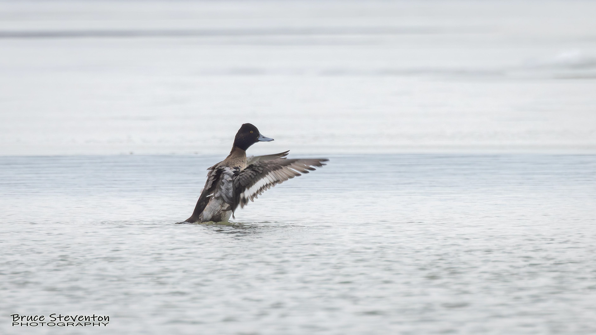 Greater Scaup - Addison, VT