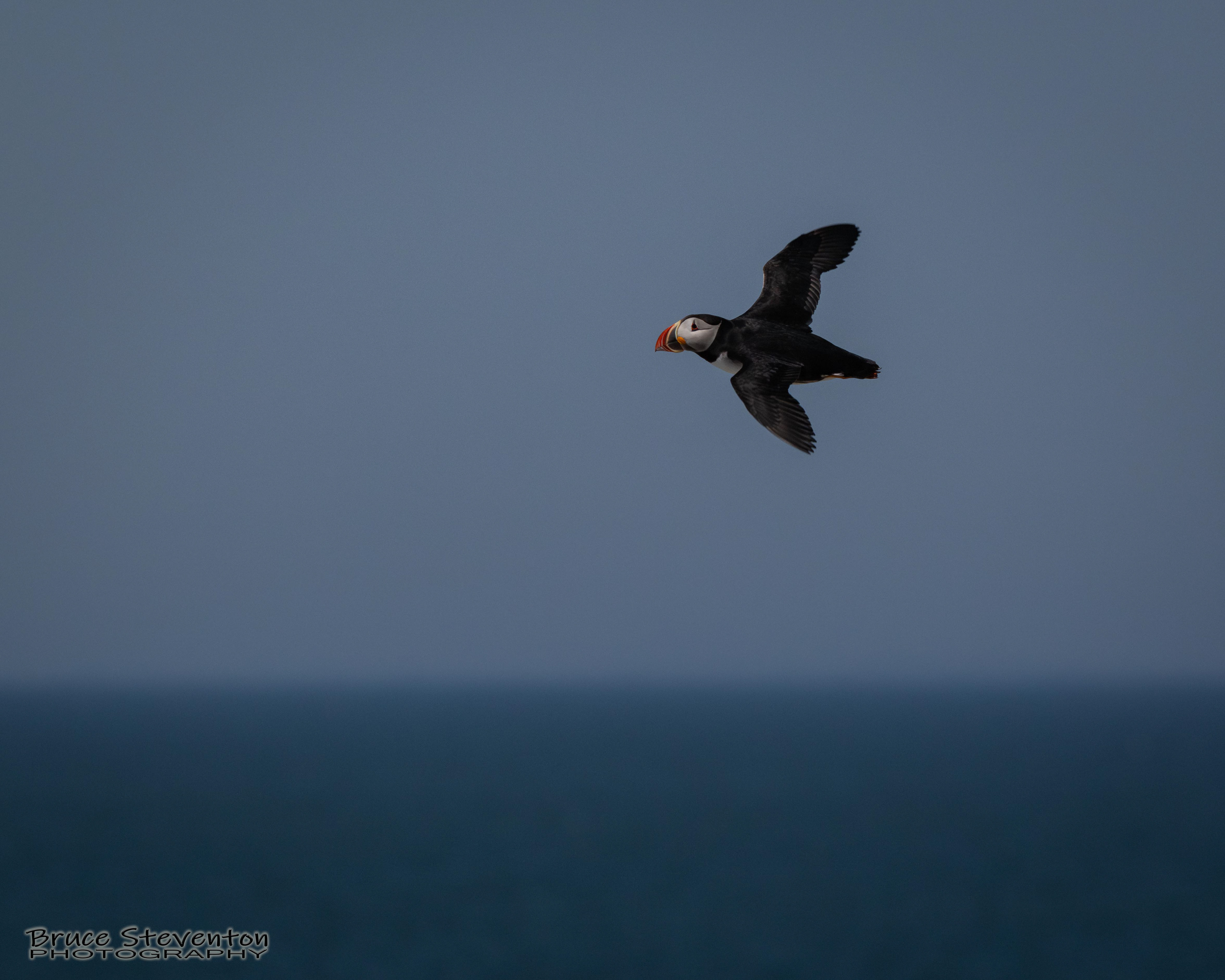 Atlantic Puffin