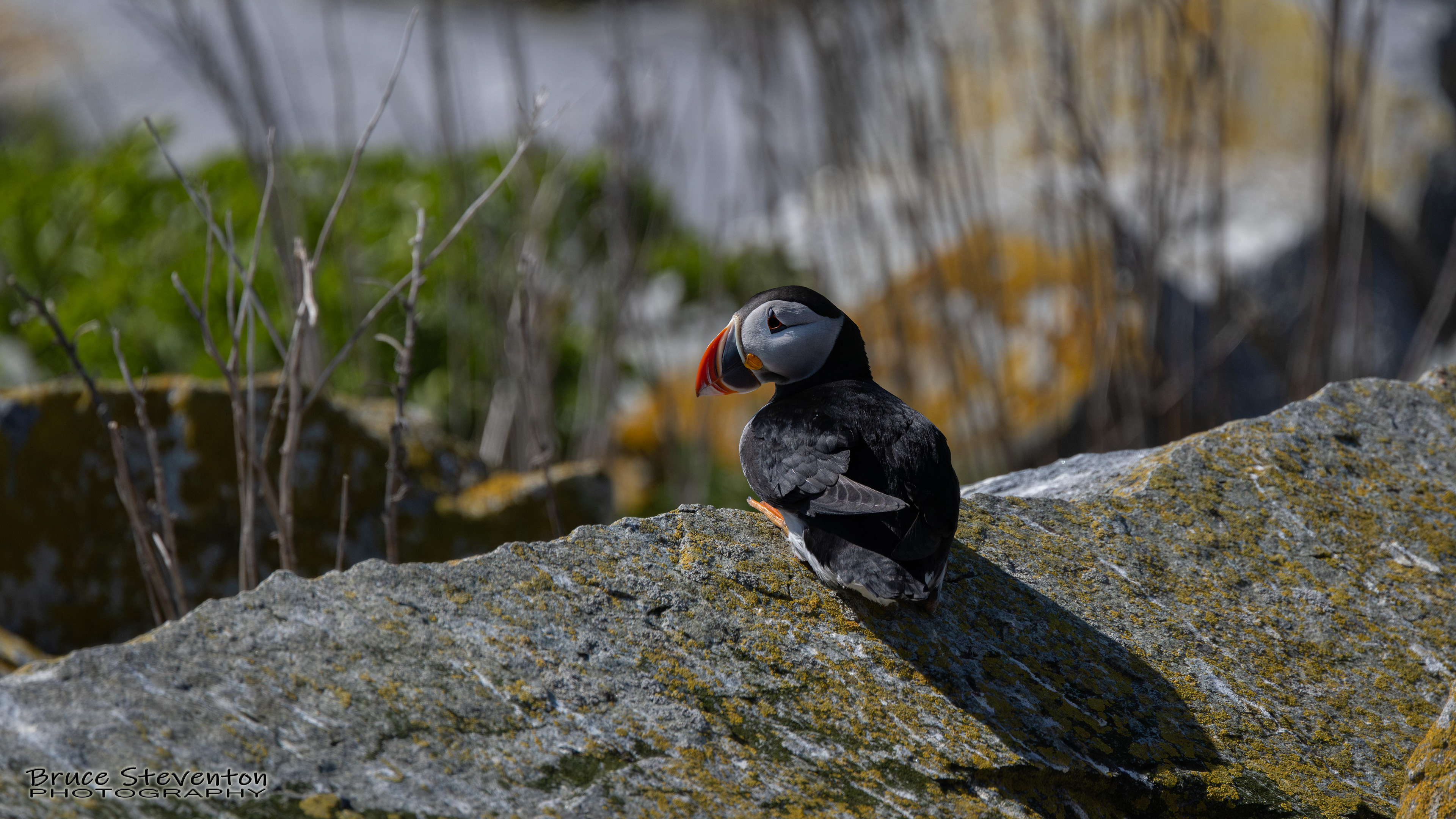 Atlantic Puffin