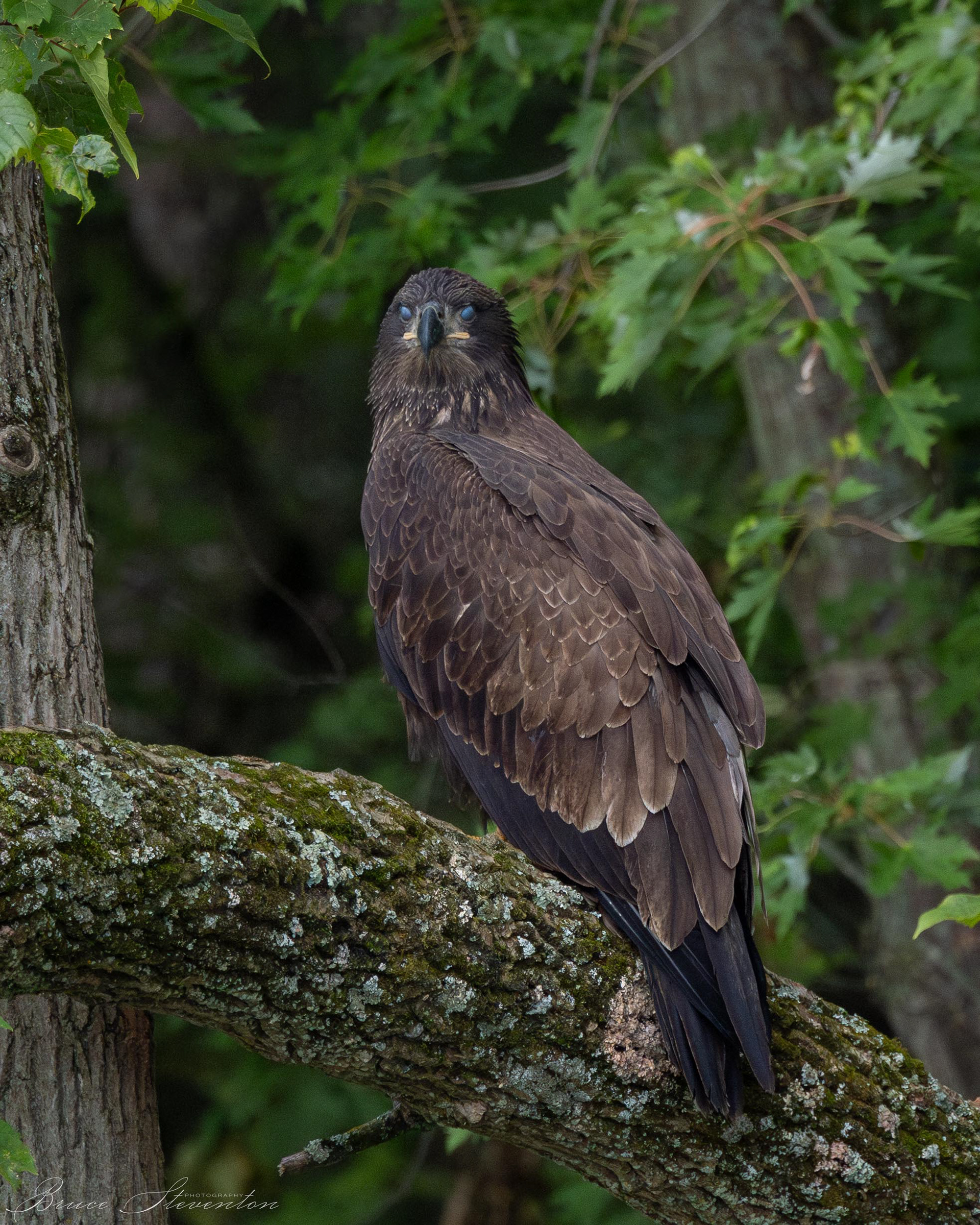 Bald Eagle, Immature