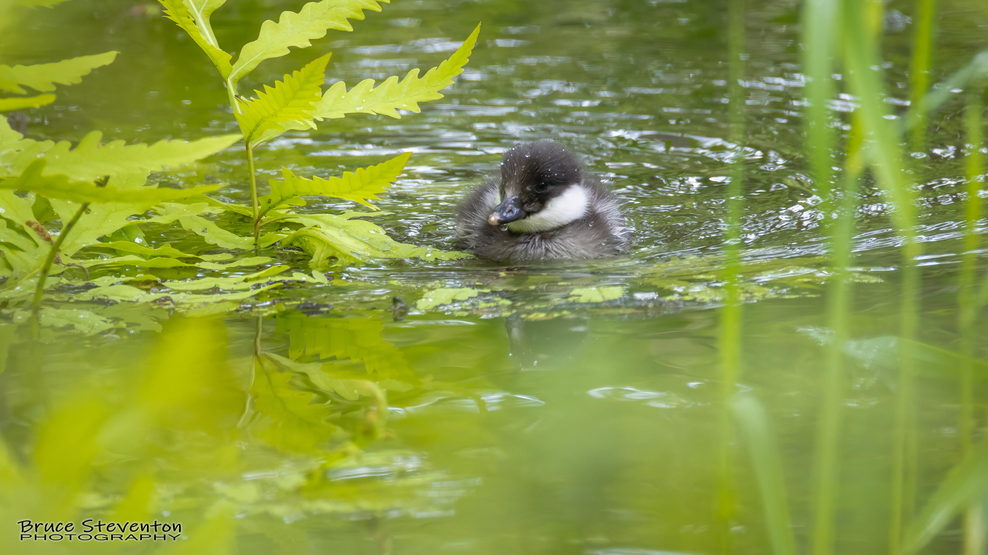 Common Goldeneye - Vergennes, VT