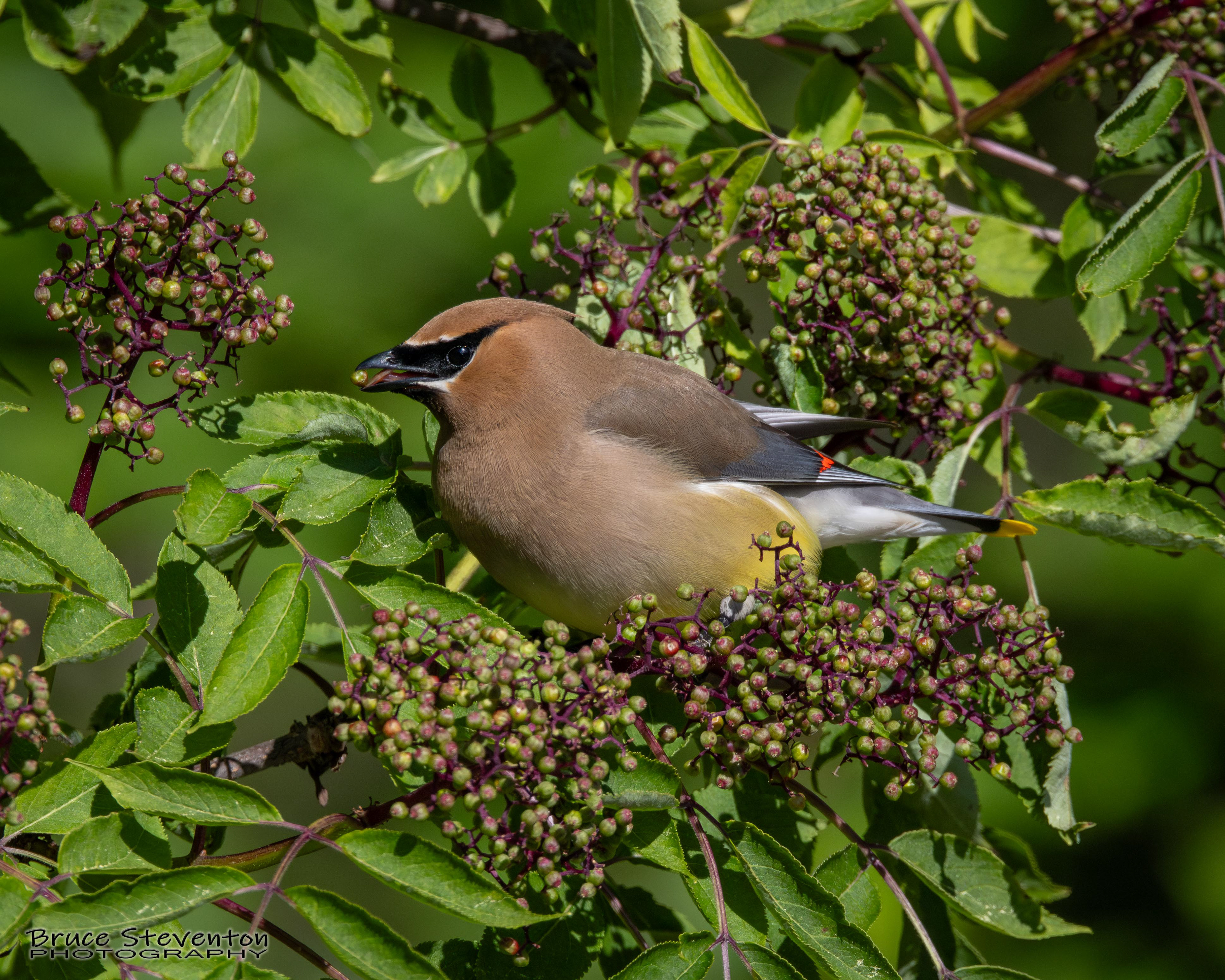 Cedar Waxwing