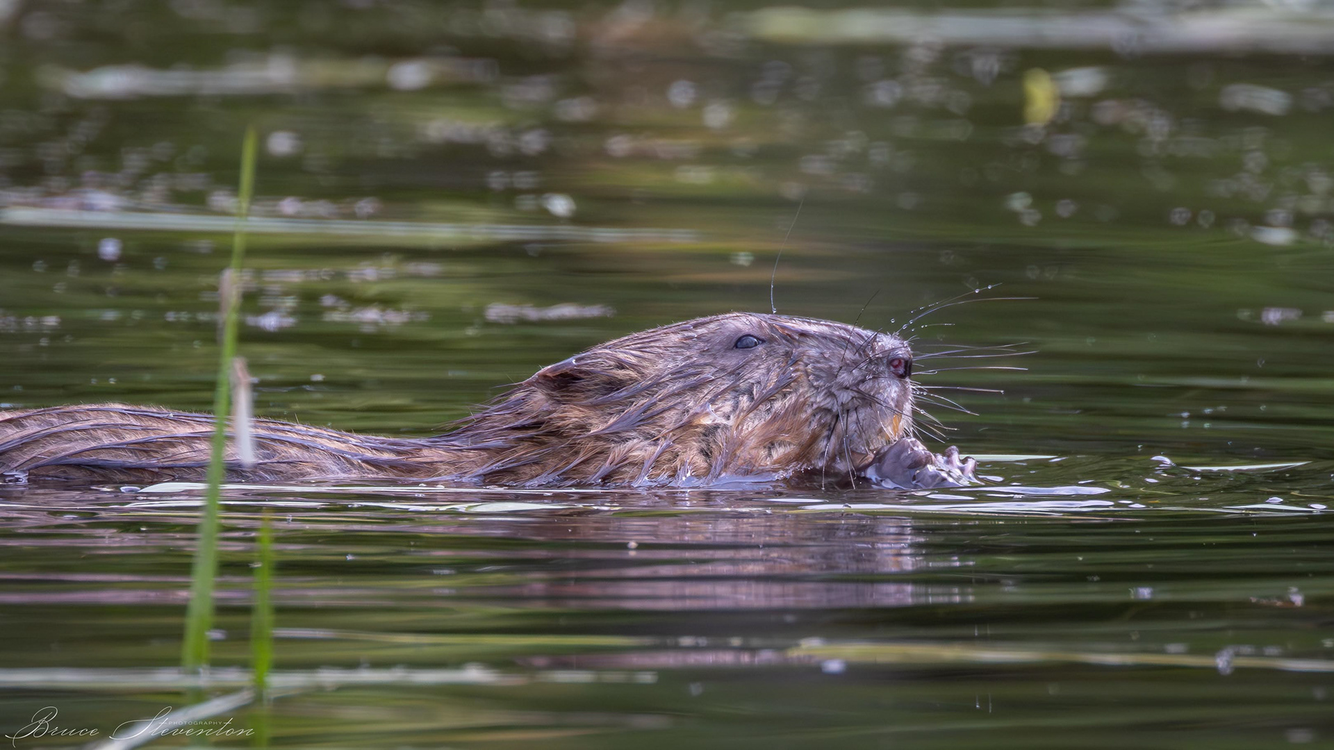 Muskrat