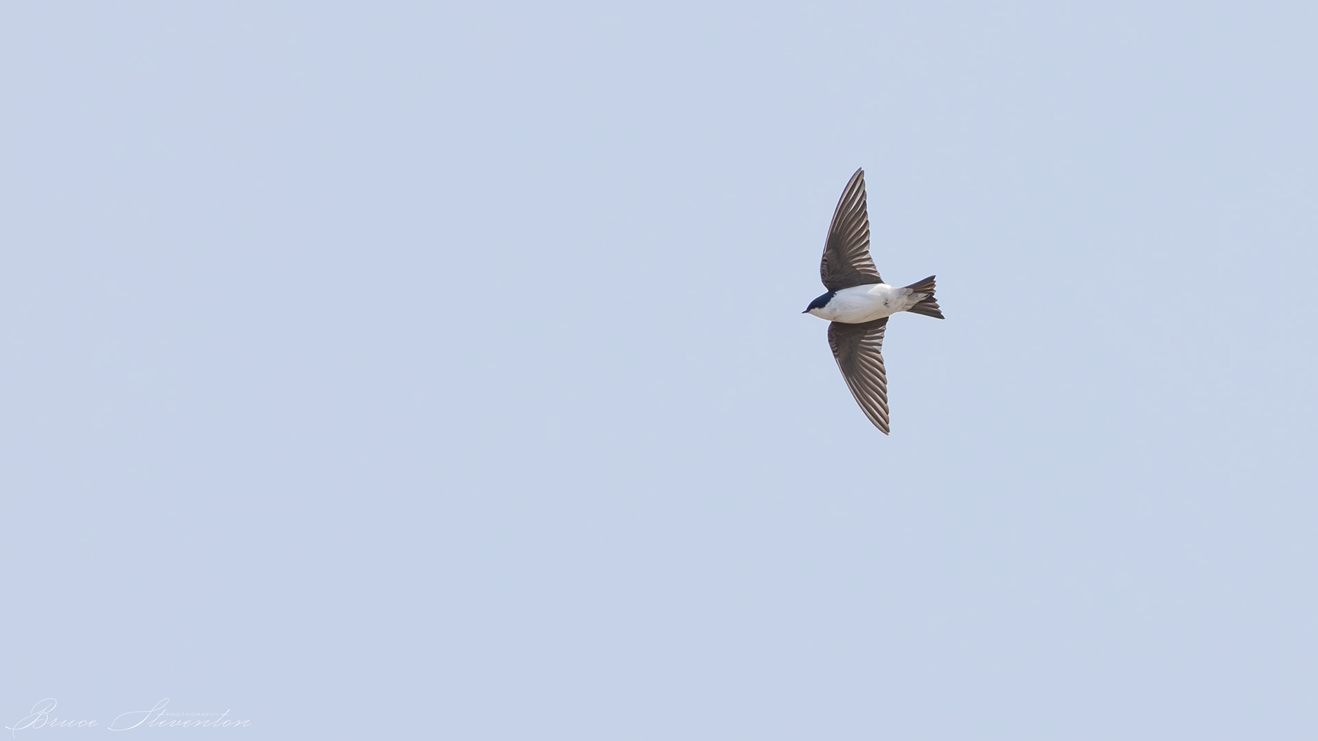 Tree Swallow