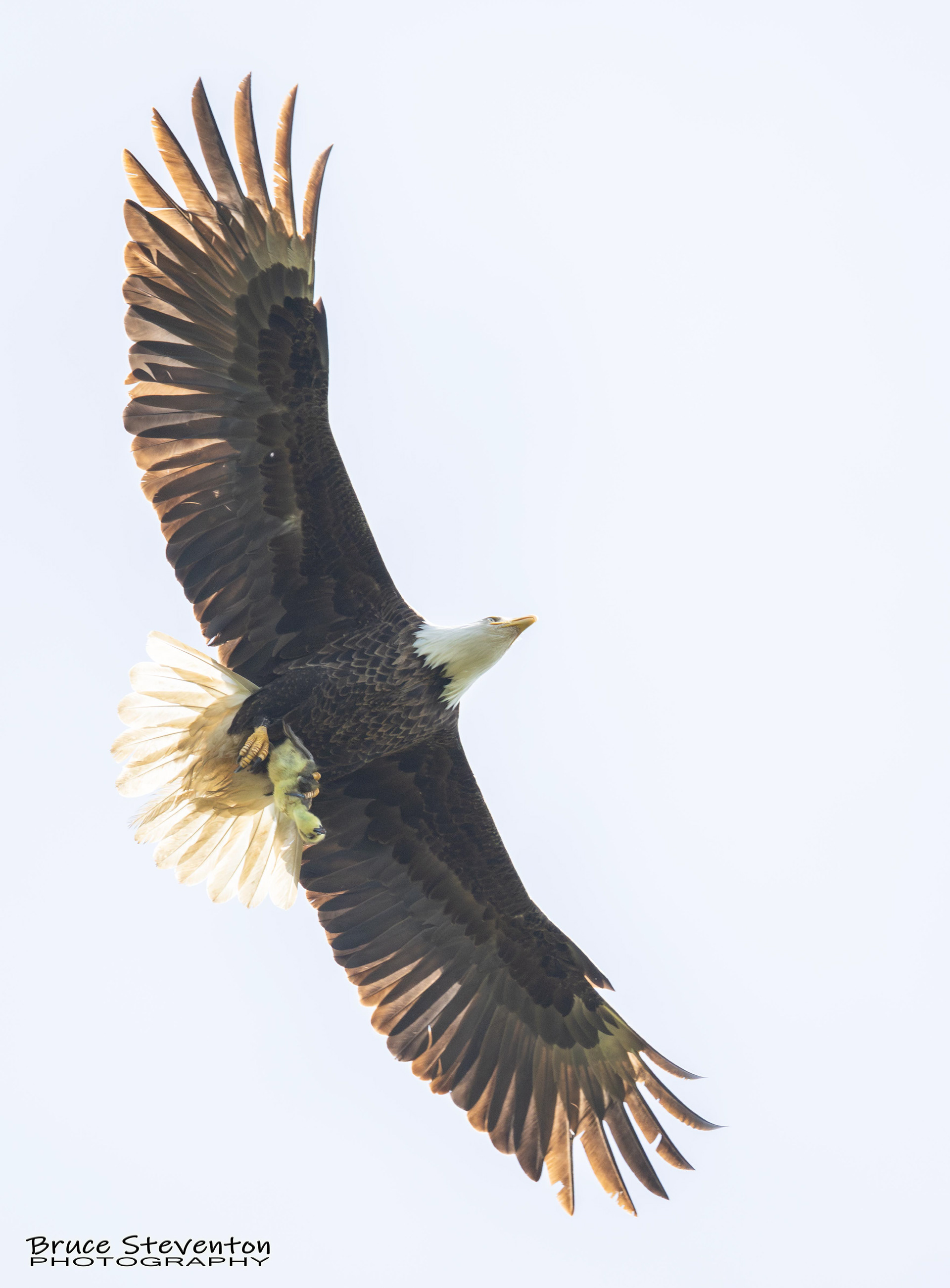 Bald Eagle