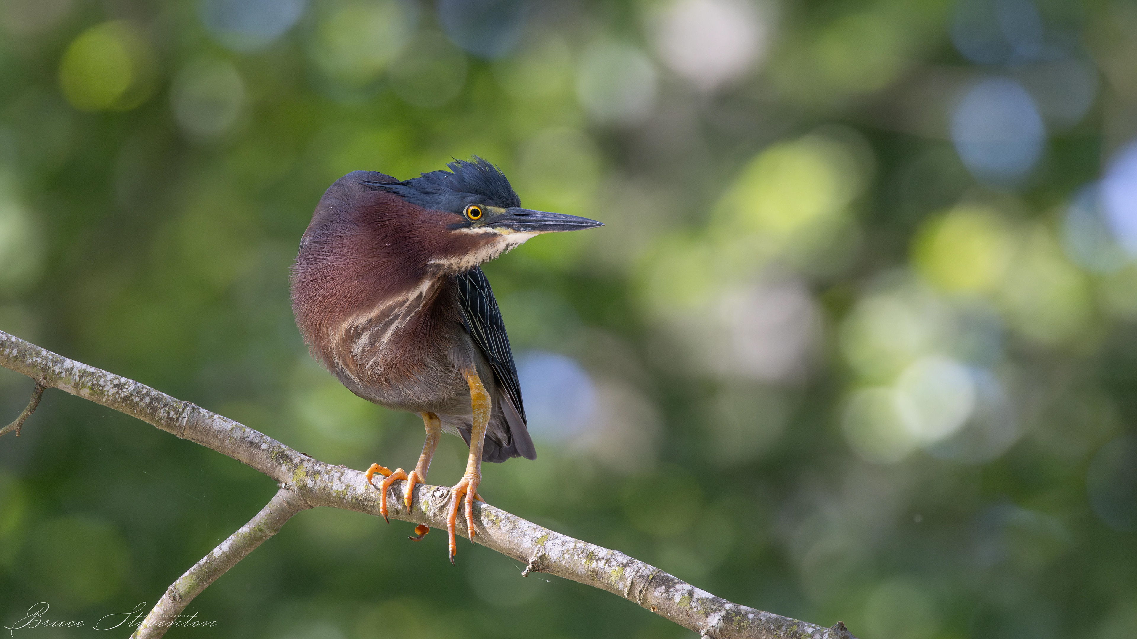Green Heron - Charles D Owen Park
