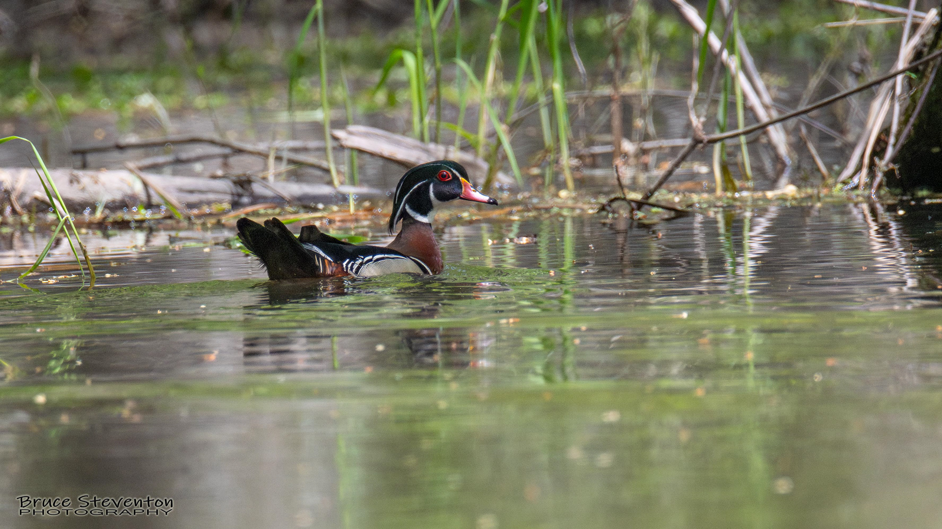 Wood Duck