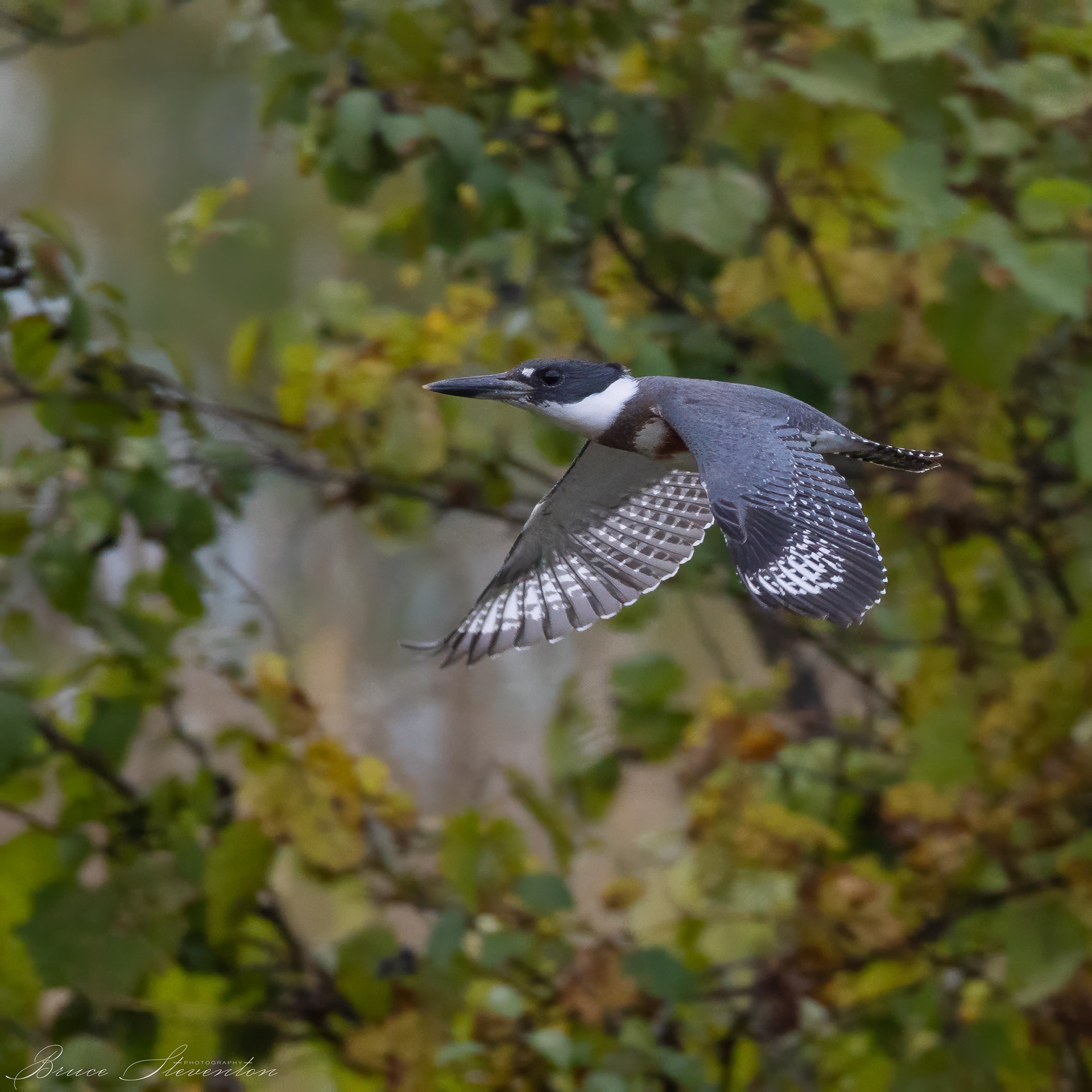 Belted Kingfisher (F)