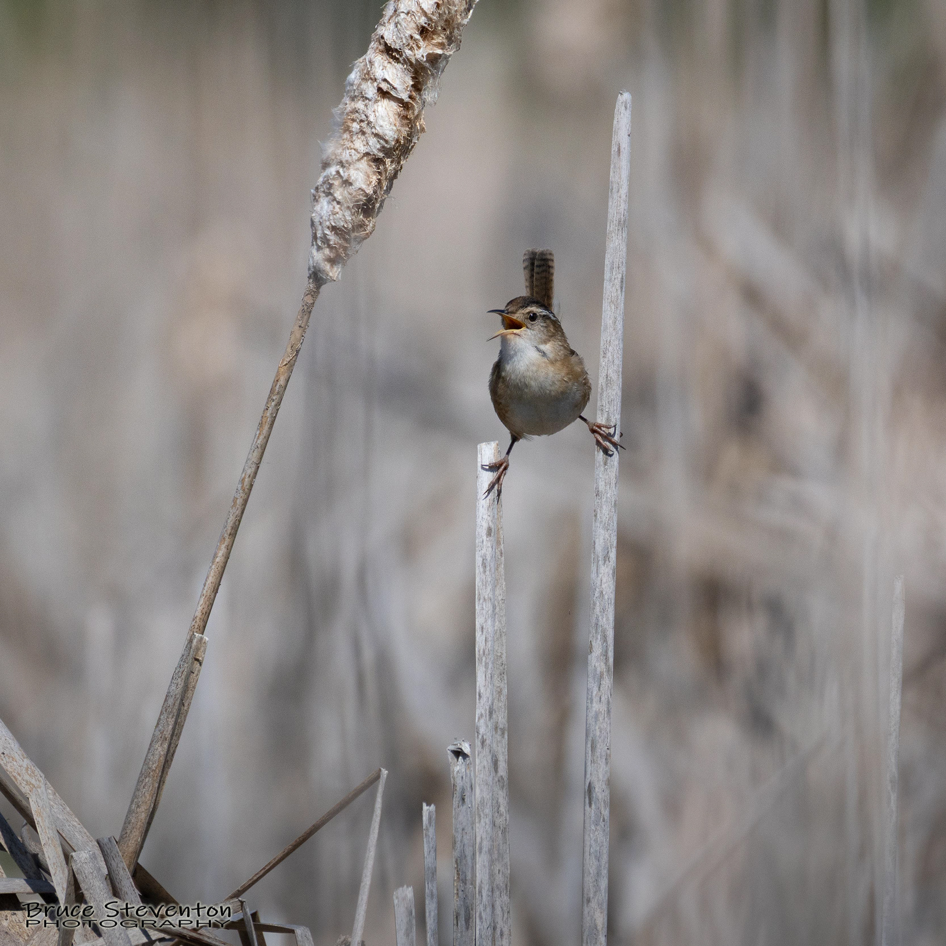 Marsh Wren