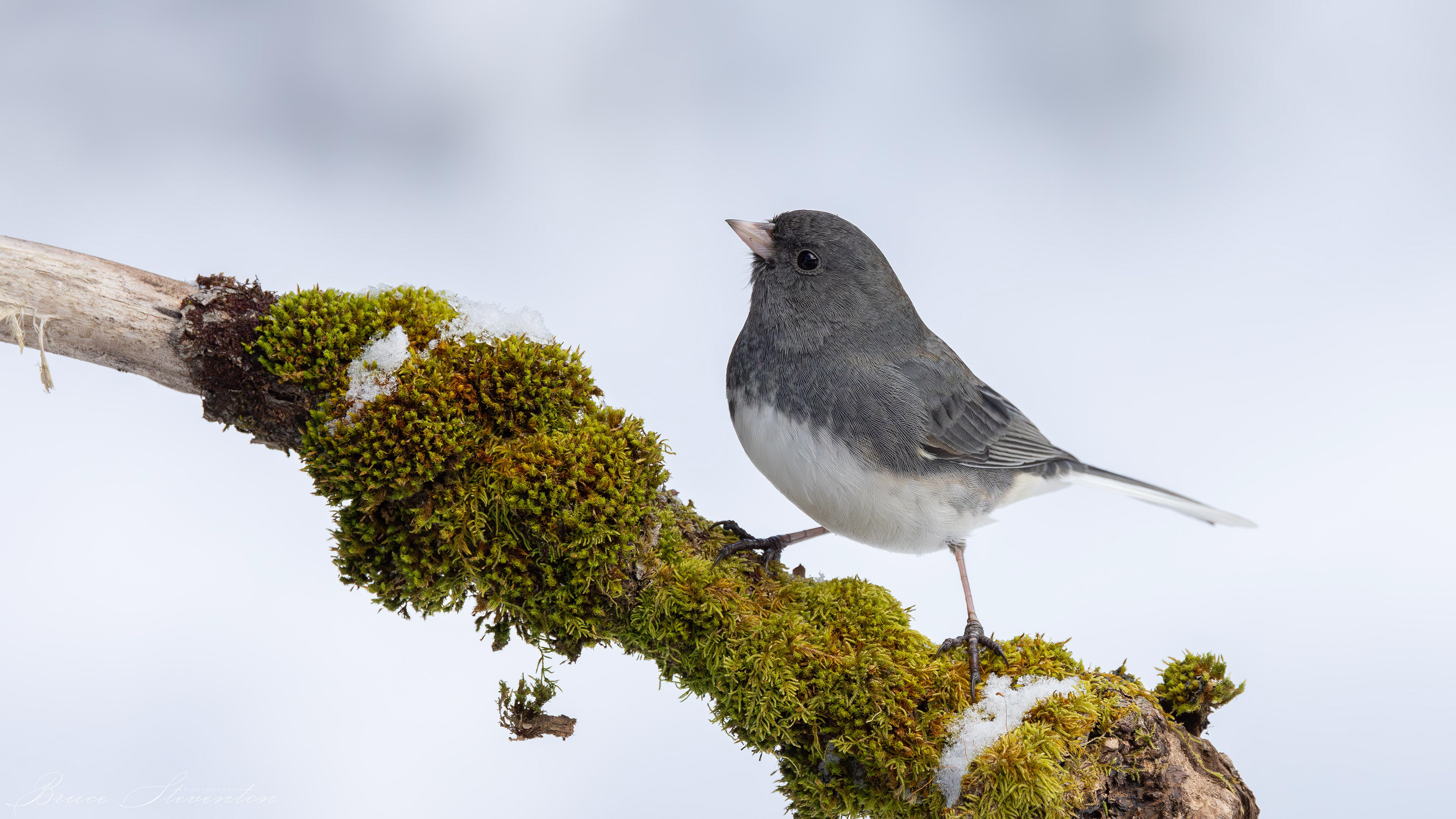 Dark-eyed Junco