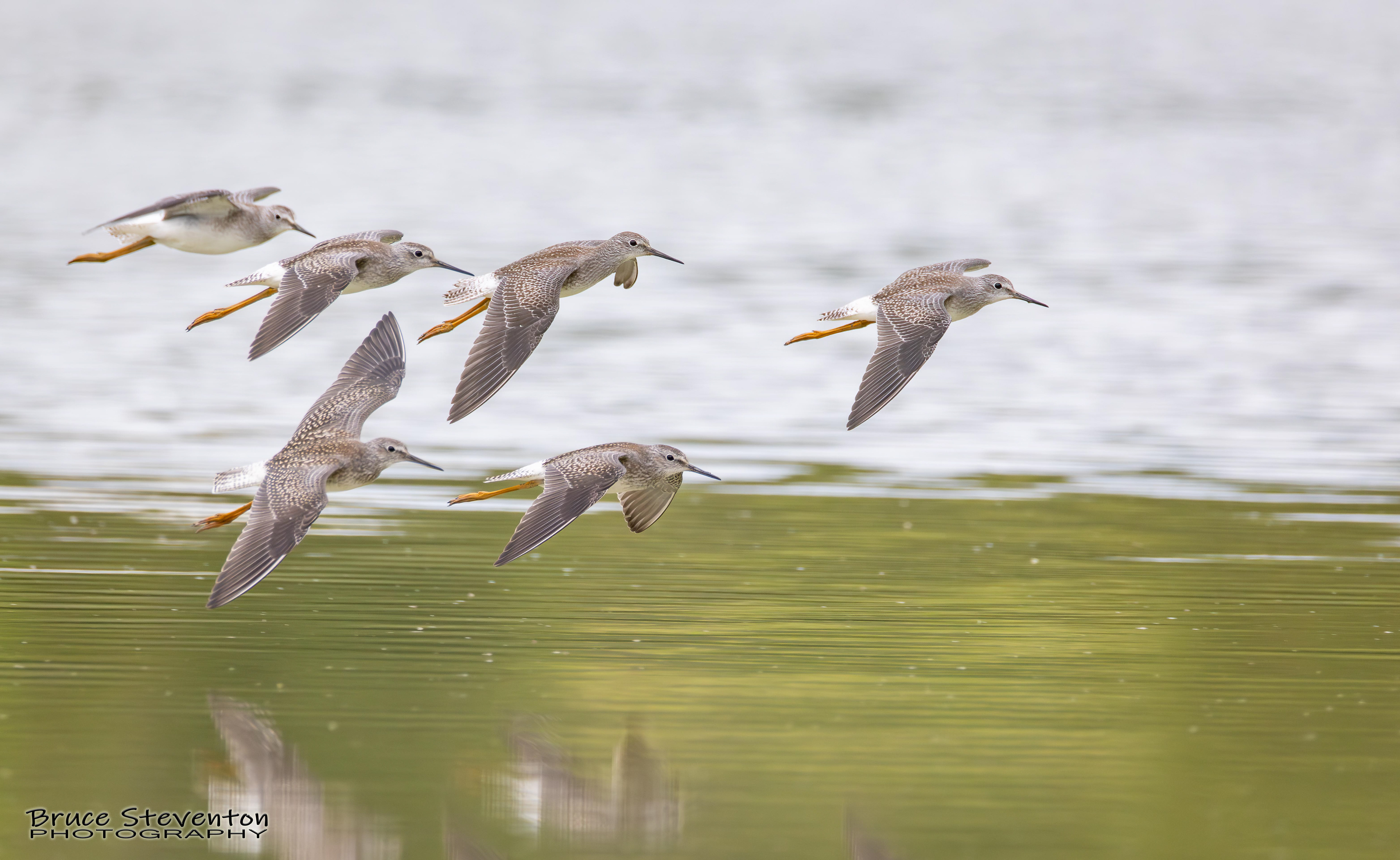 Yellowlegs