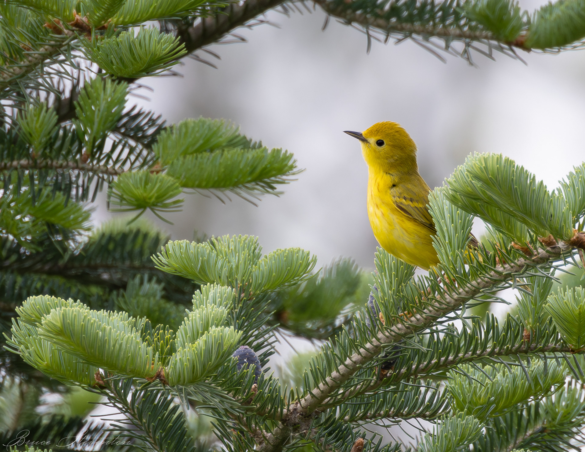 Yellow Warbler