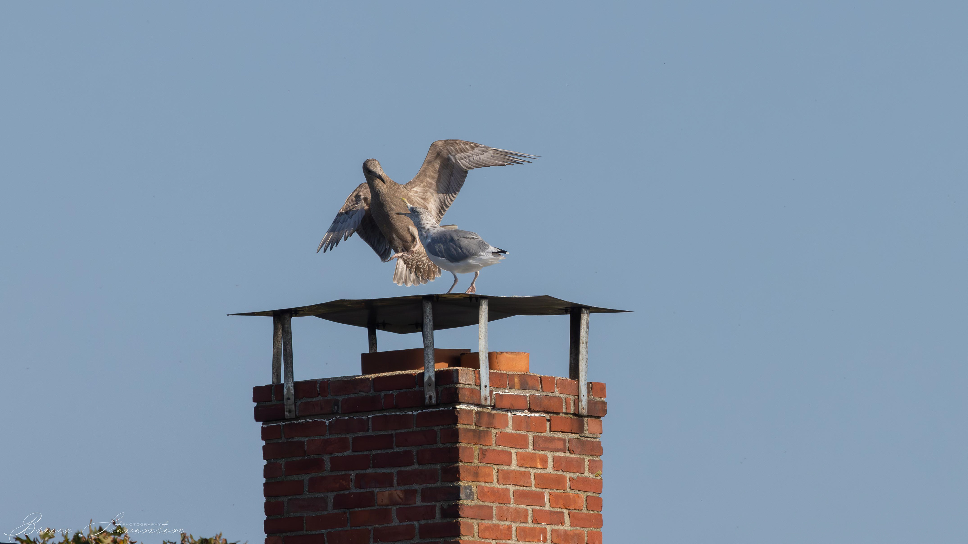 Herring Gull