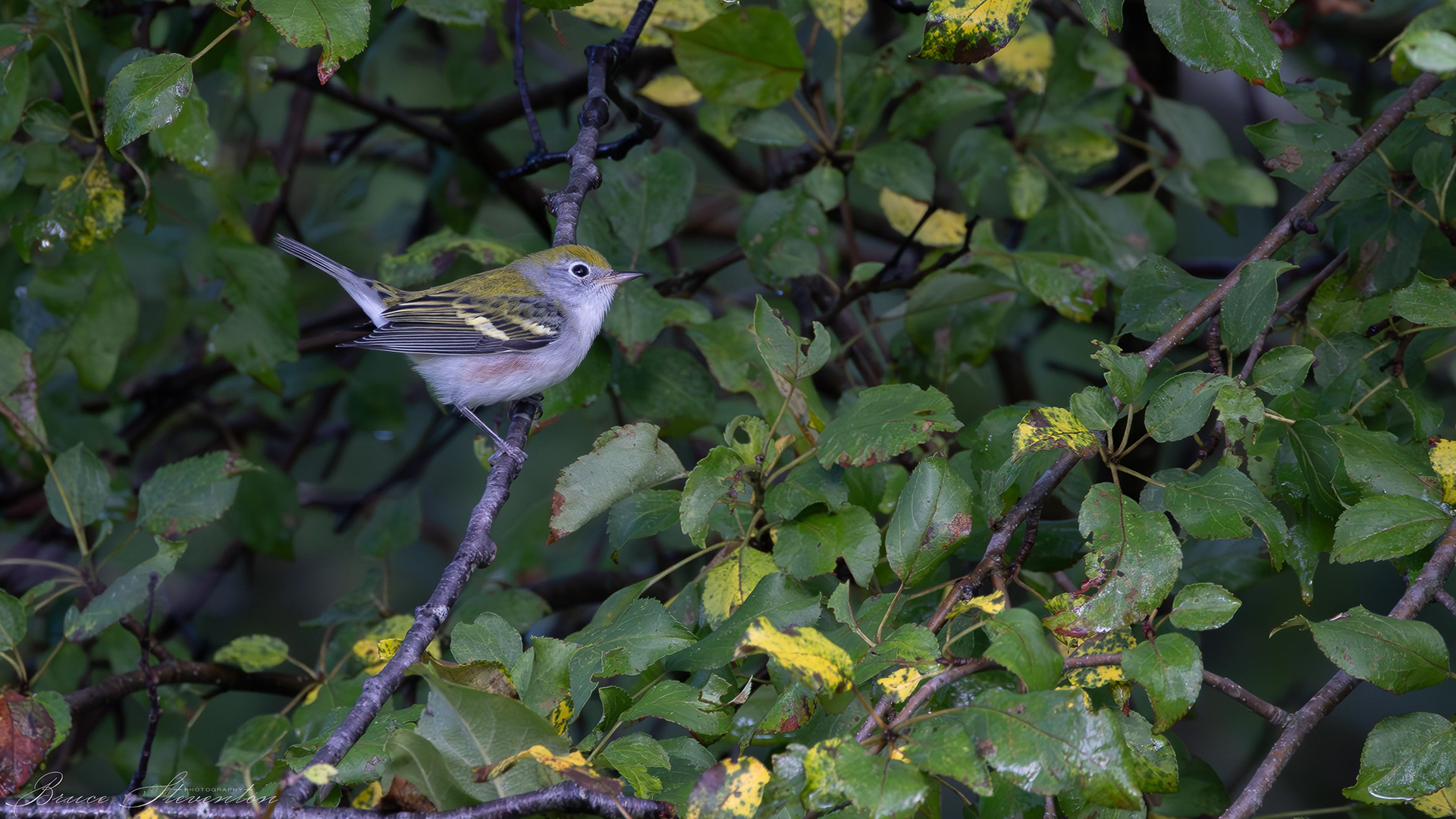 Chestnut-sided Warbler - Immature
