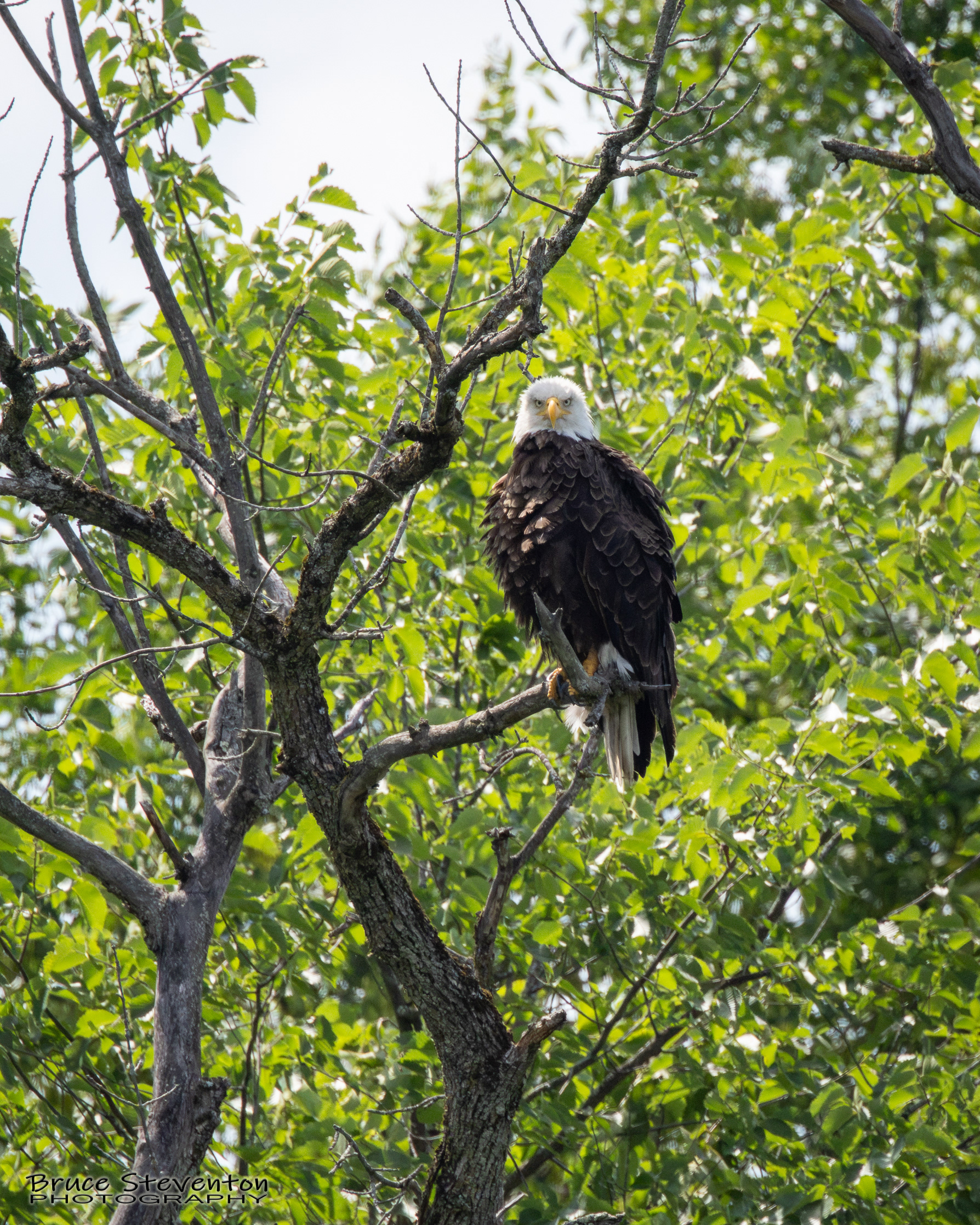 Bald Eagle