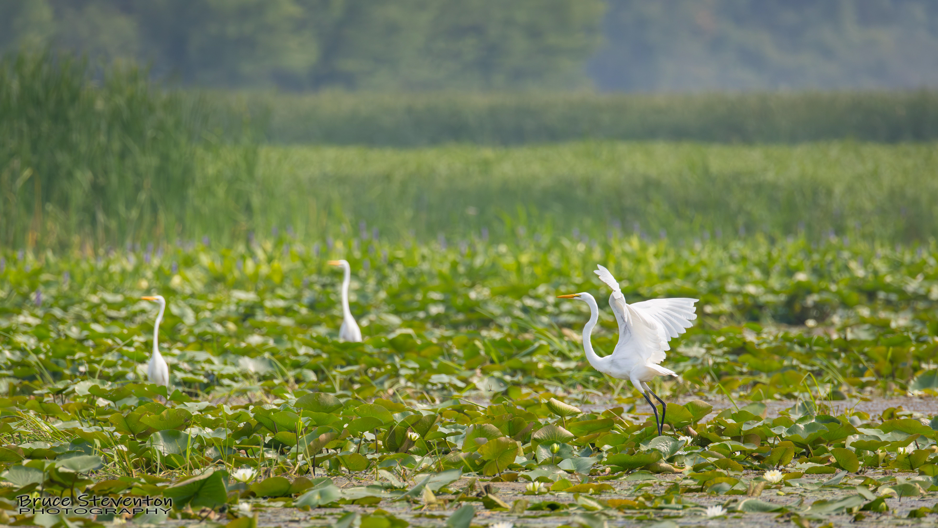 Great Egret