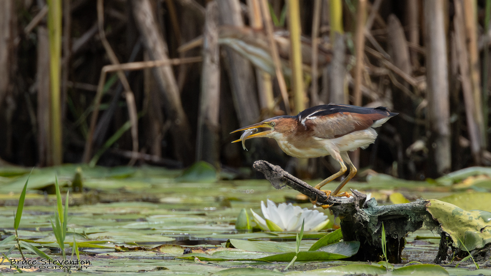 Least Bittern