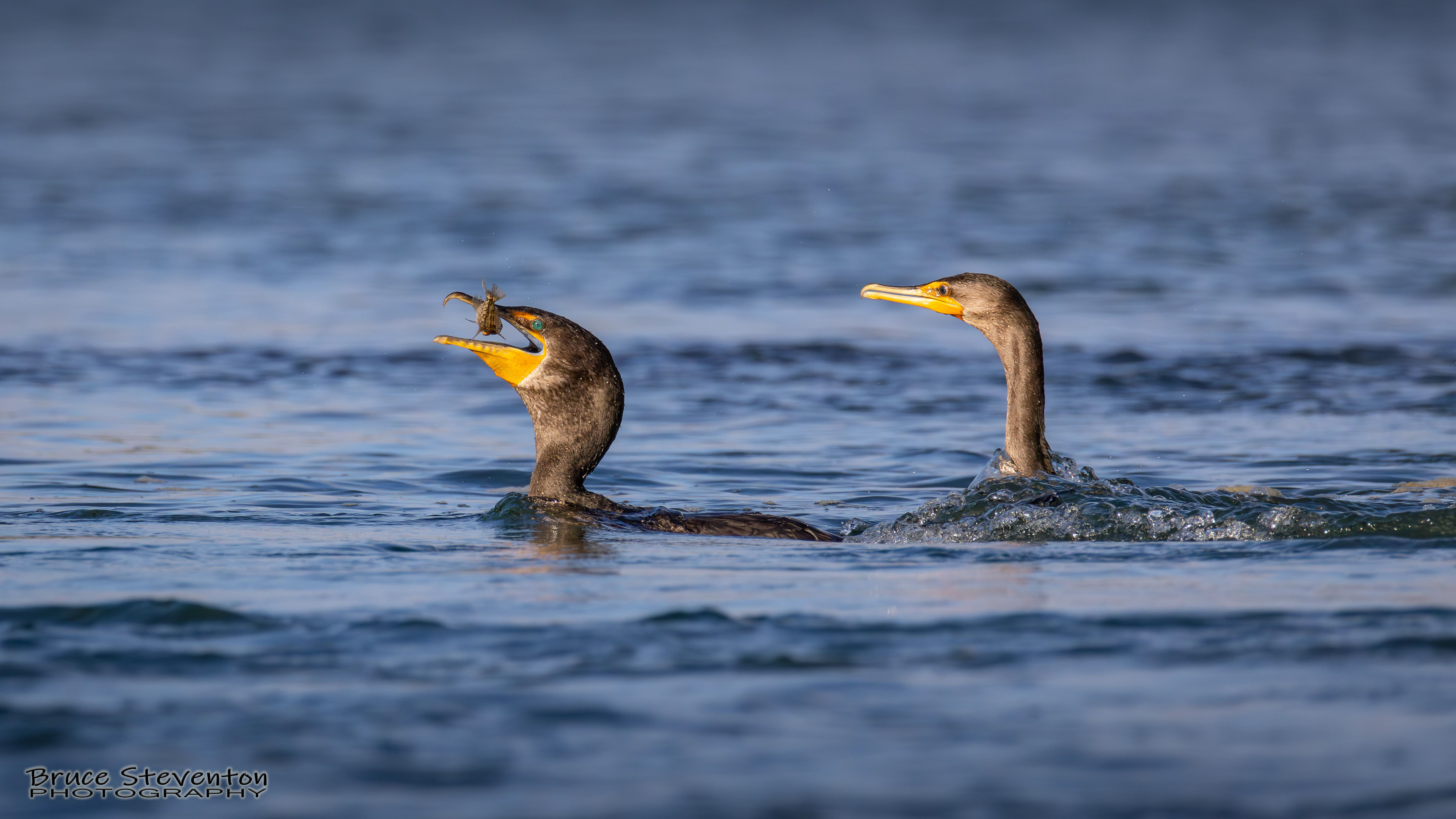 Double-crested Cormorant