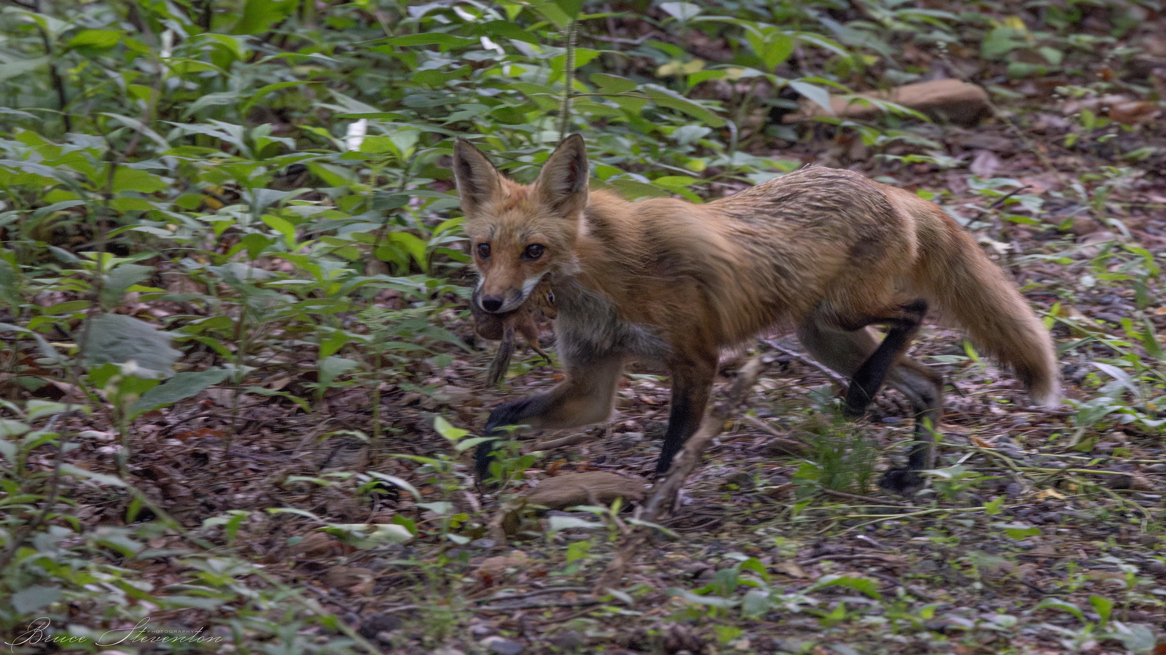 Red Fox - Bartlett Mt