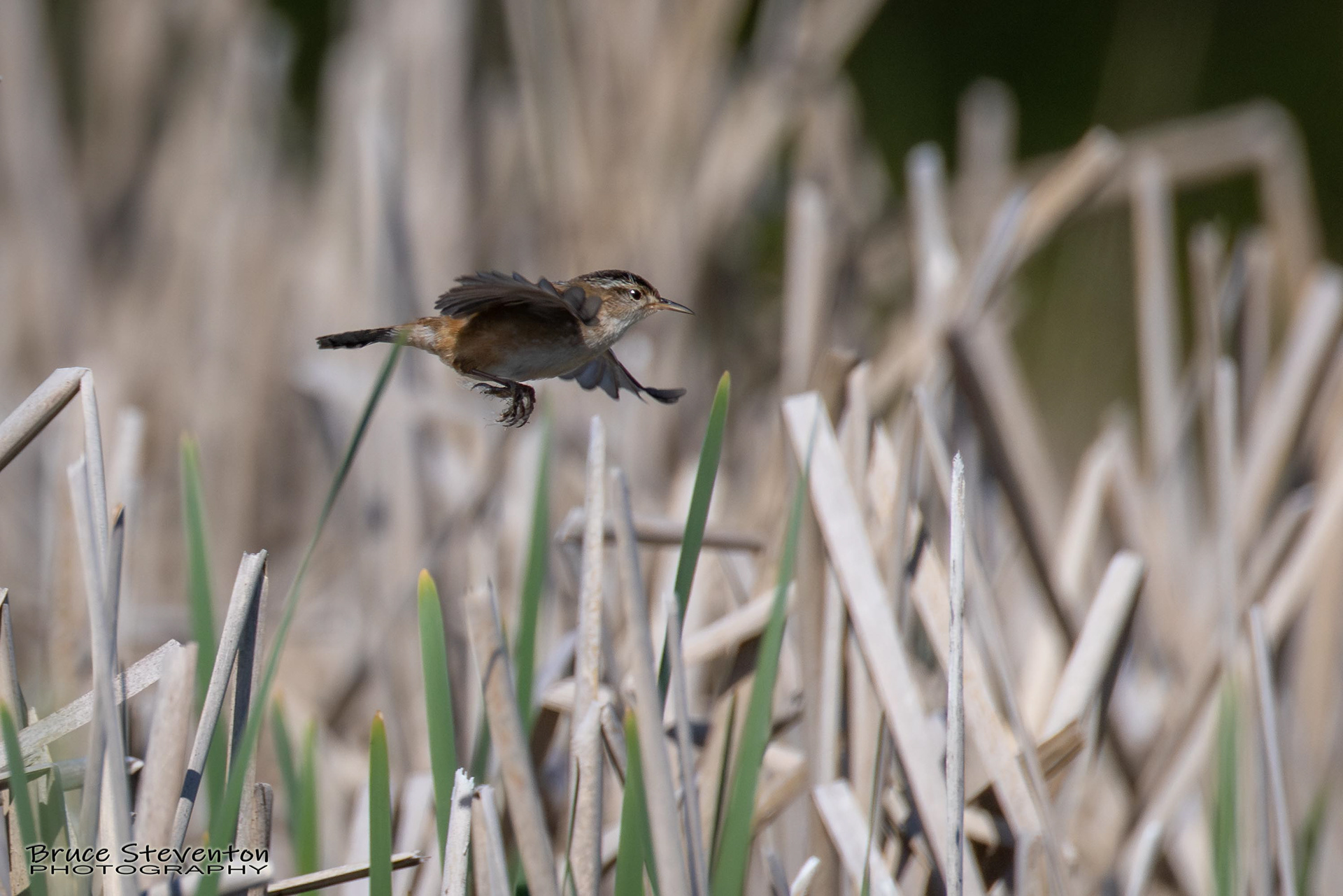 Marsh Wren