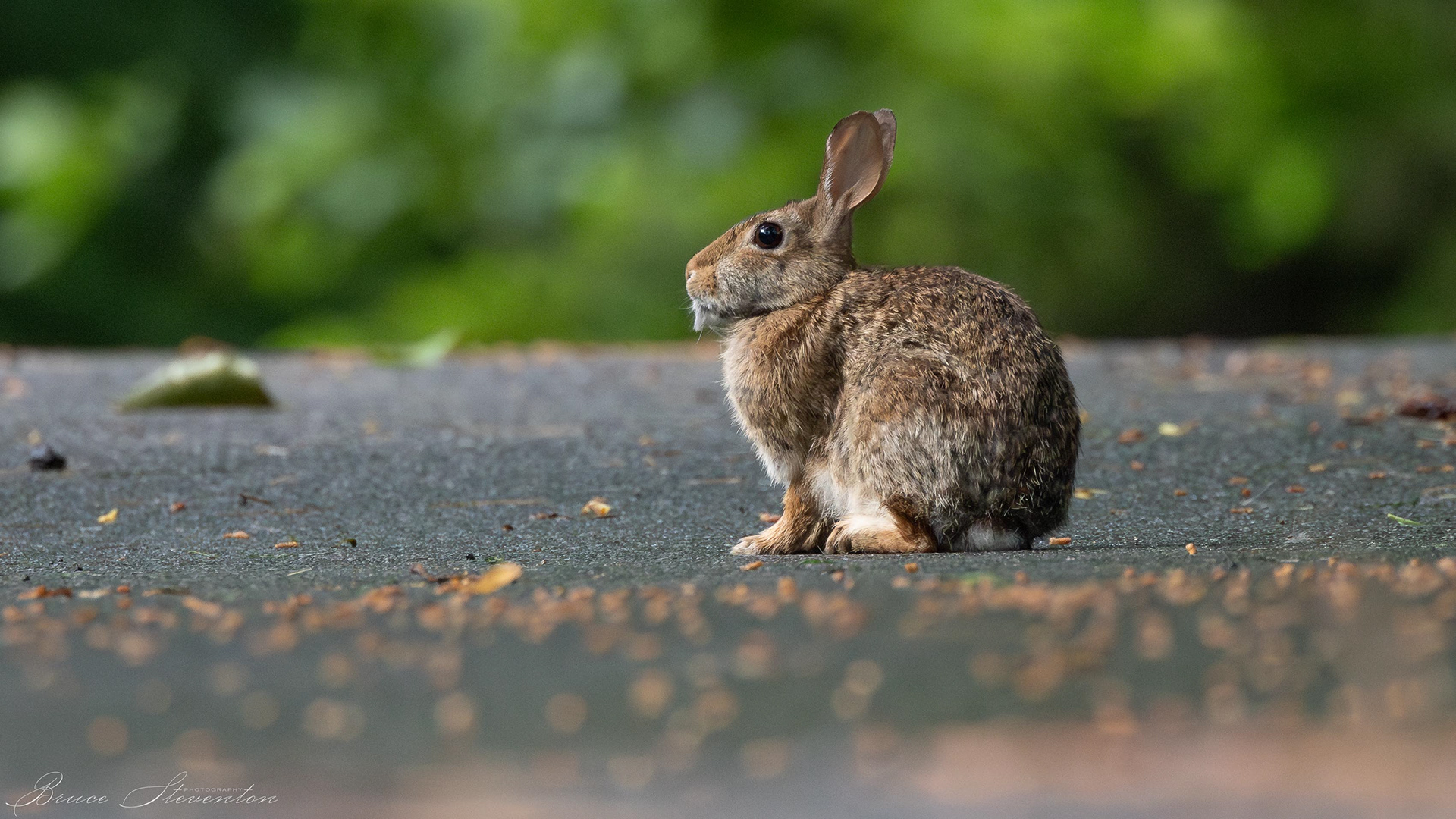 Cottontail Rabbit - Bartlett Mt