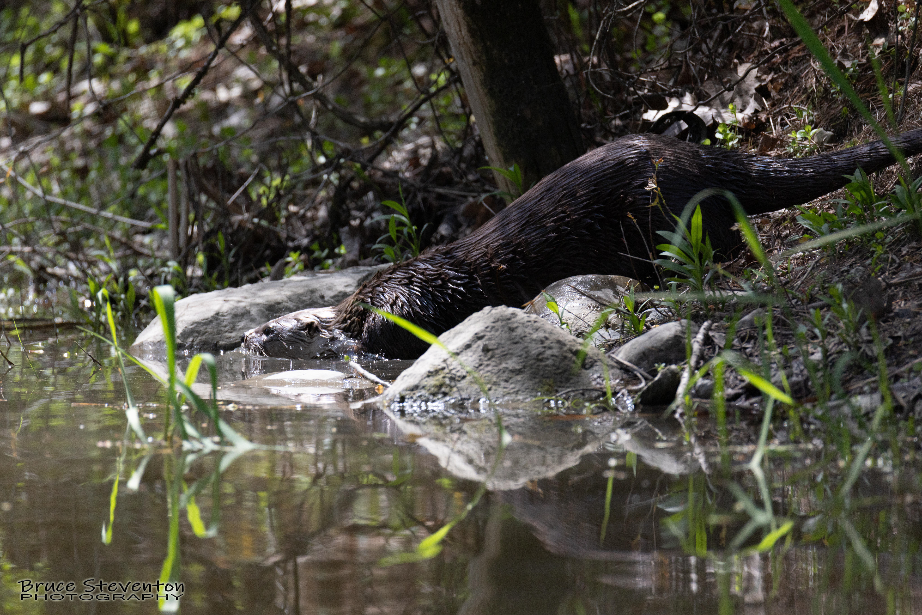 River Otter