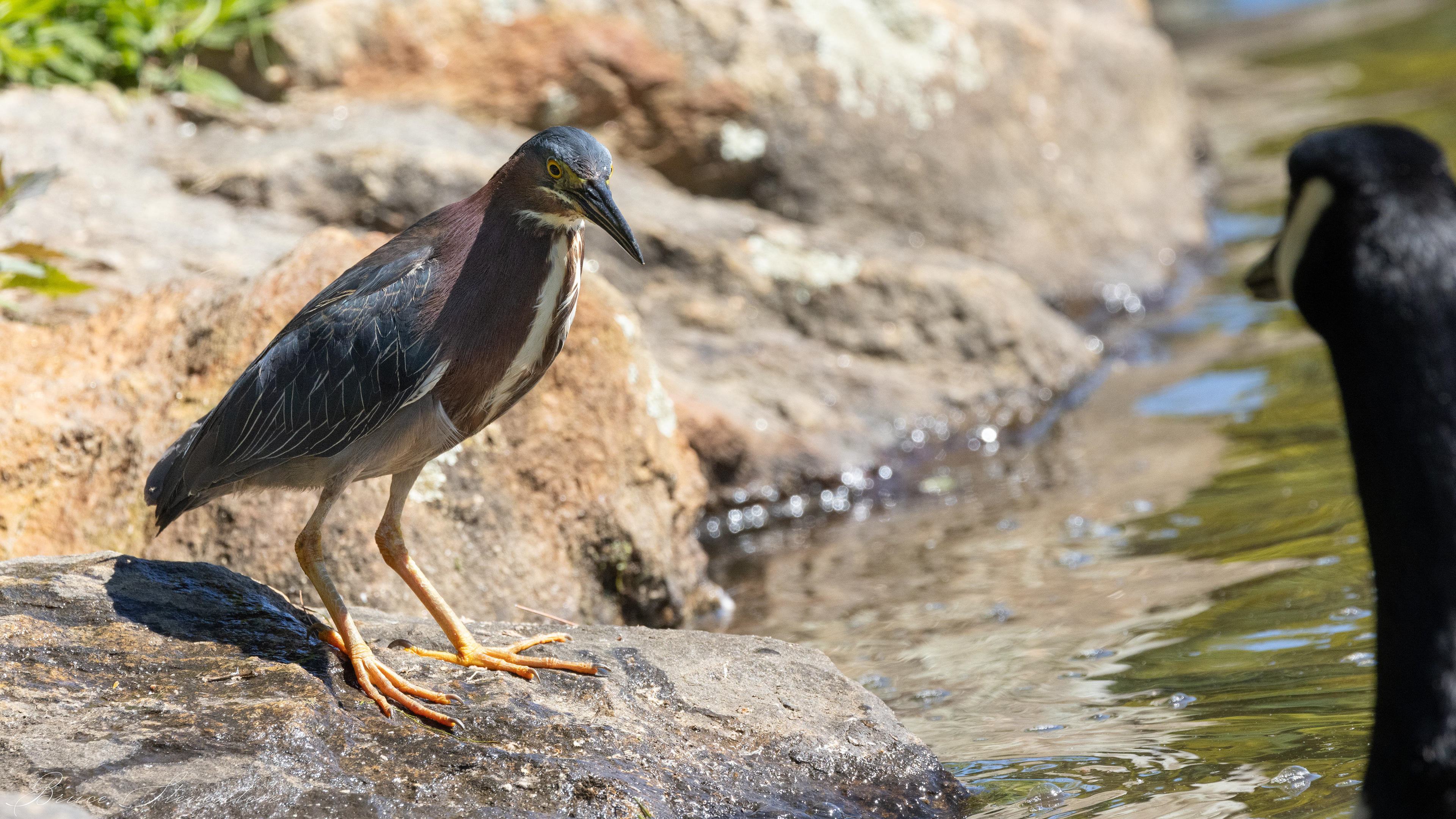 Green Heron - Lake Tomahawk