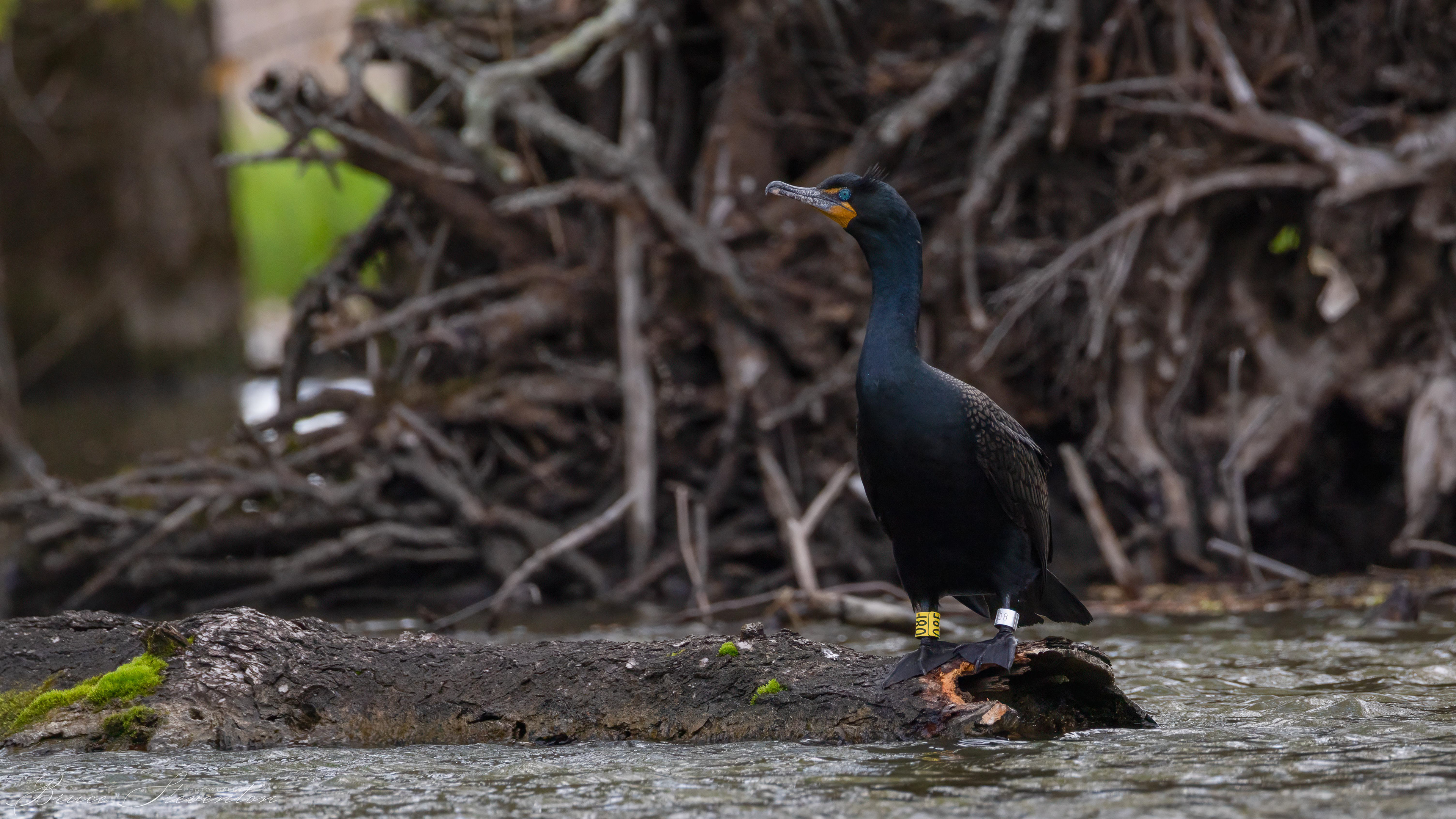 Double-crested Cormorant