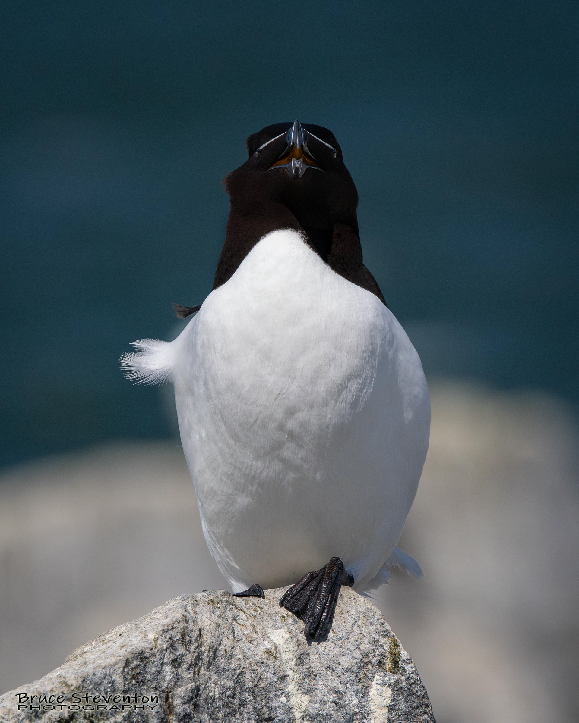Razorbill