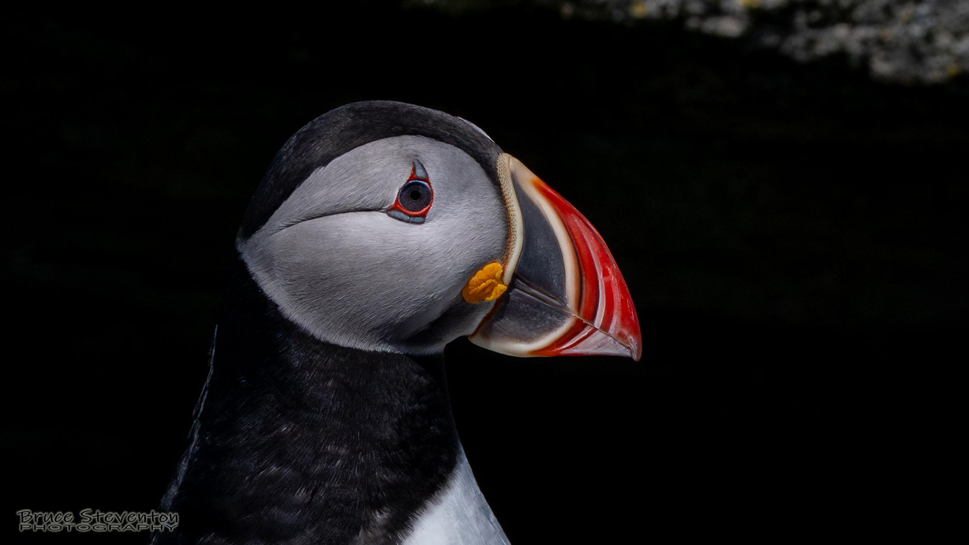 Atlantic Puffin