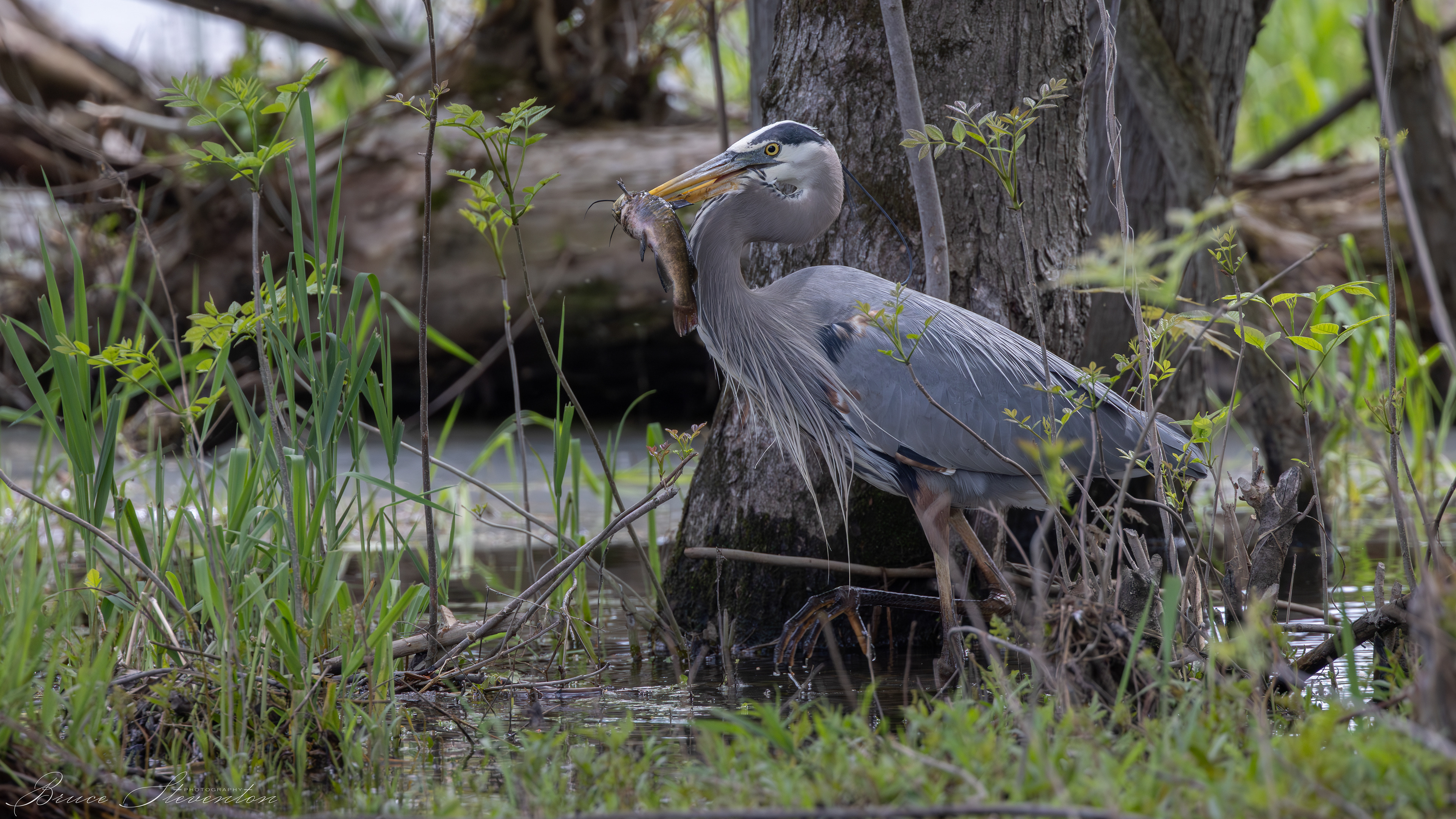 Great Blue Heron; this catch maybe too big.