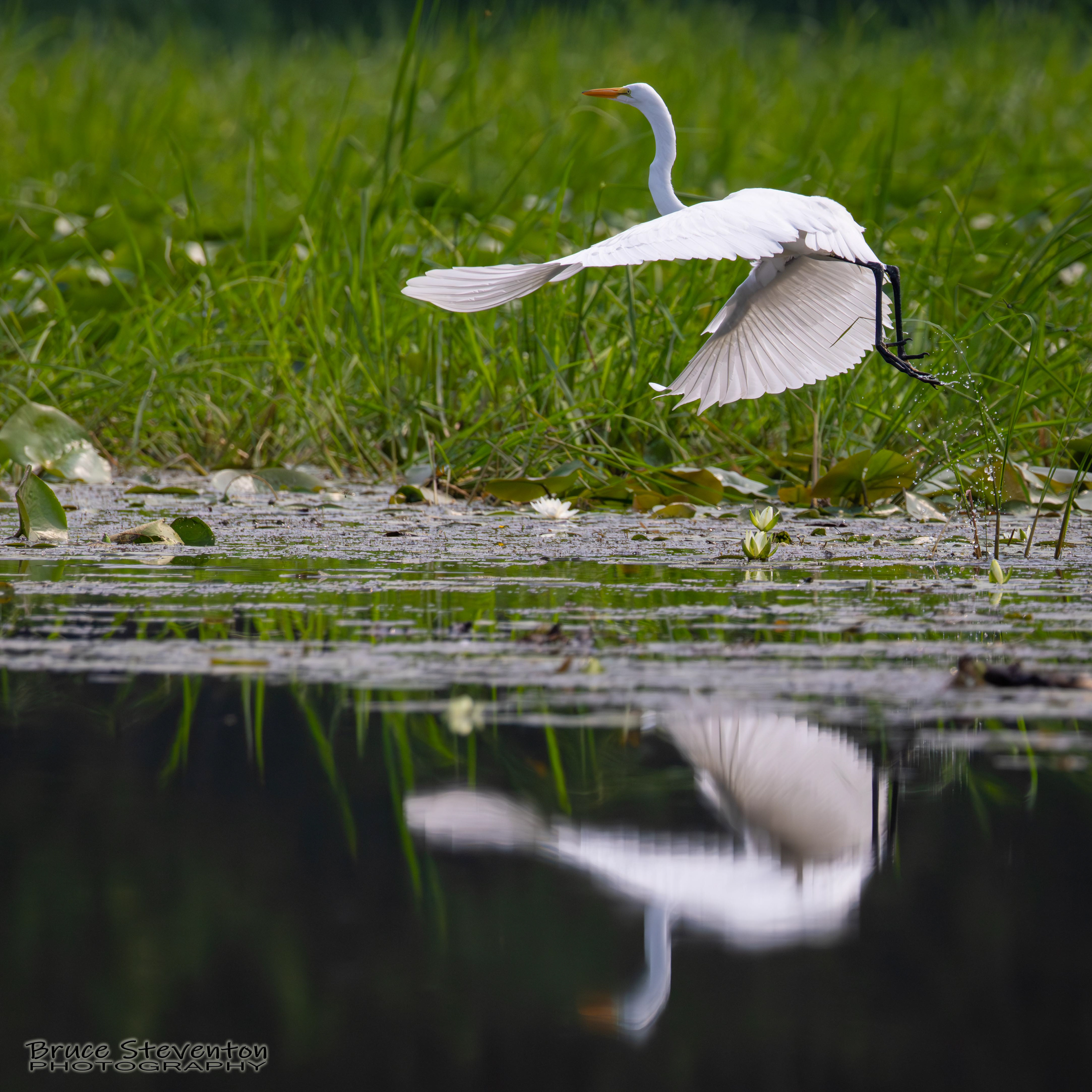 Great Egret