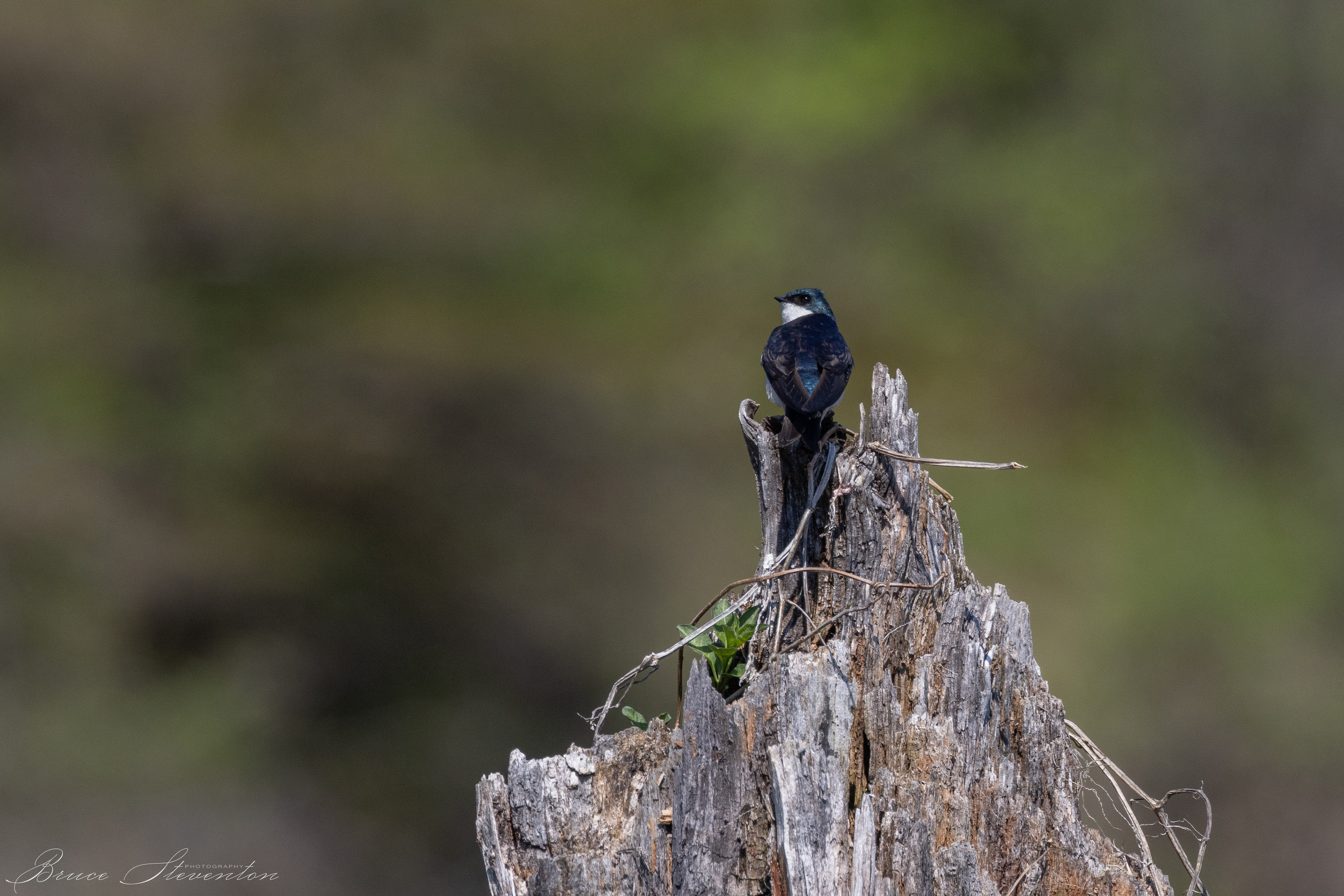 Tree Swallow