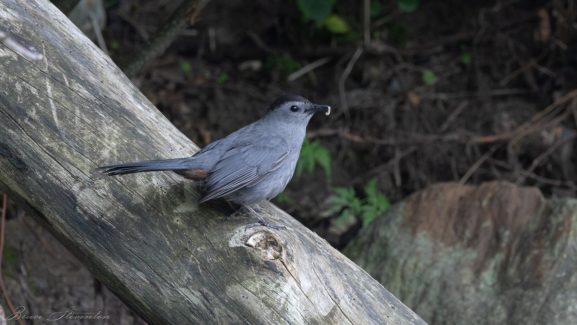 Gray Catbird with prey