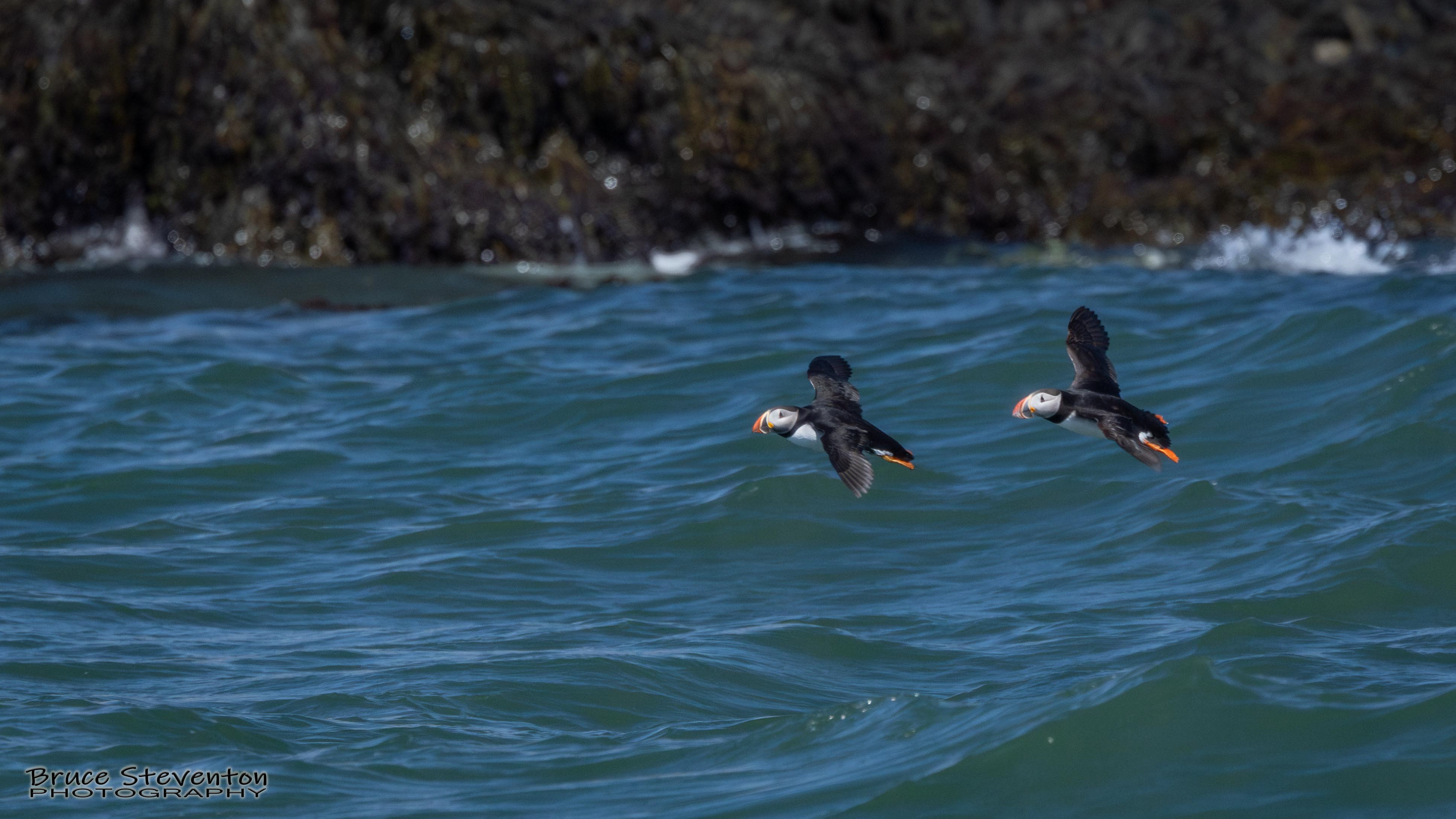 Atlantic Puffin