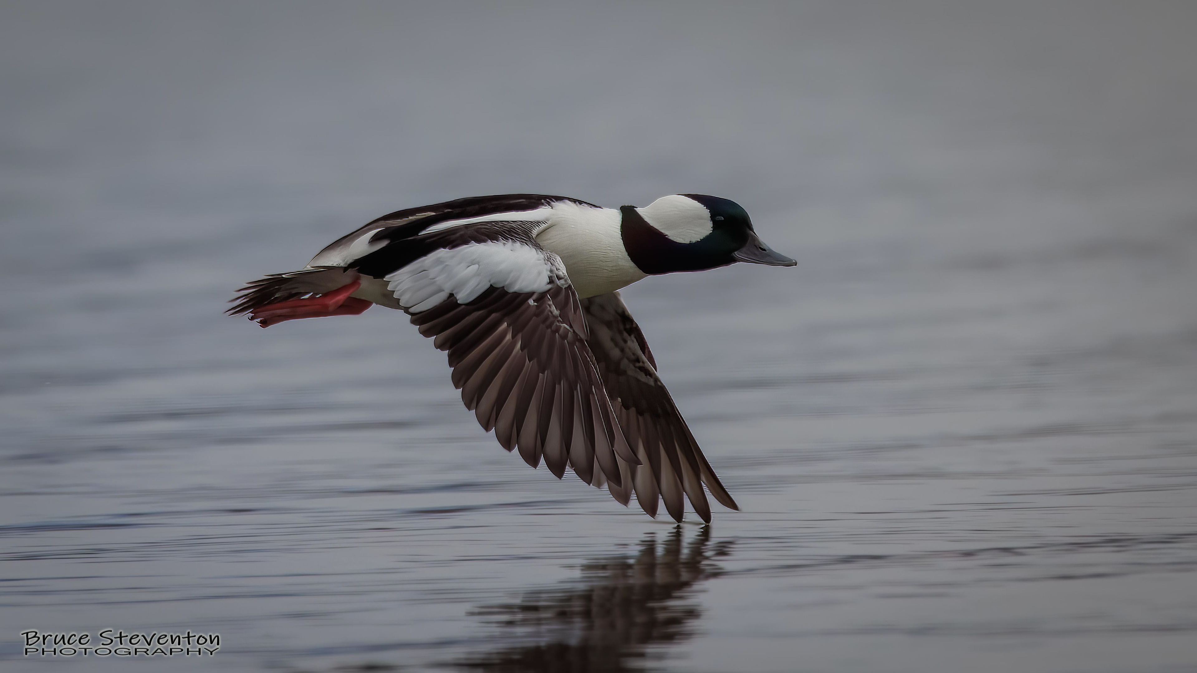 Bufflehead (M) - Addison, VT