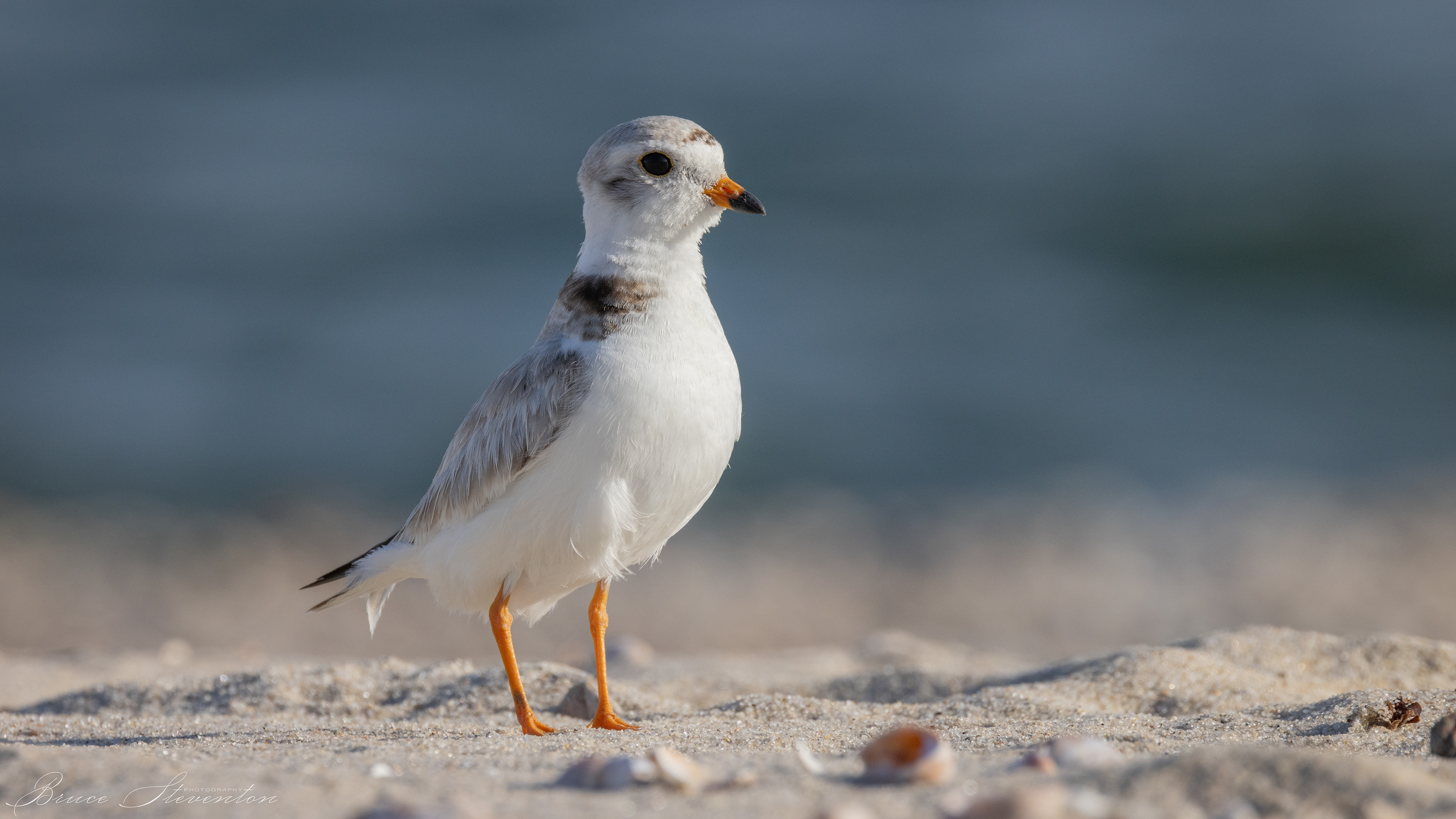Piping Plover